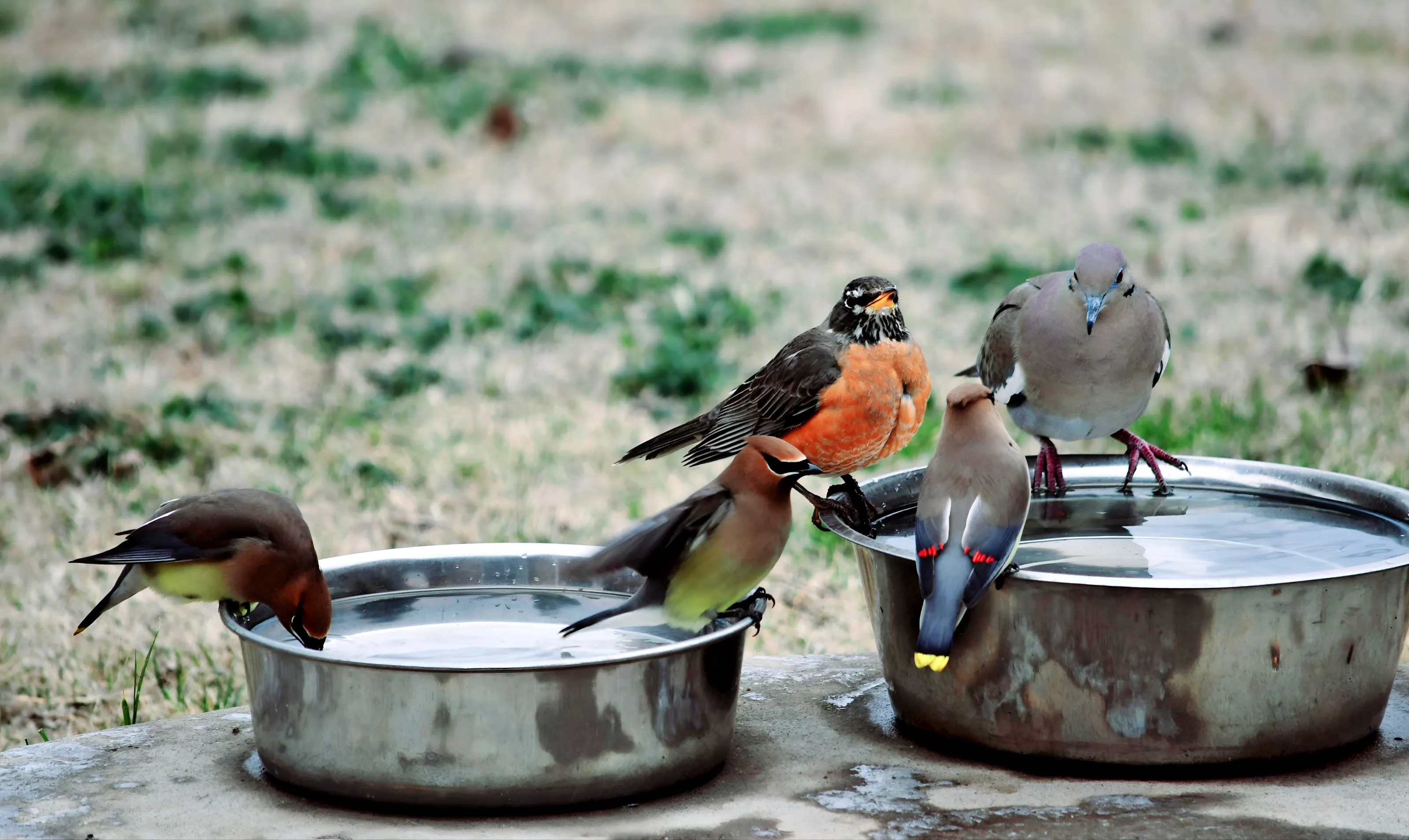 Garden/Backyard Birds (in colour)