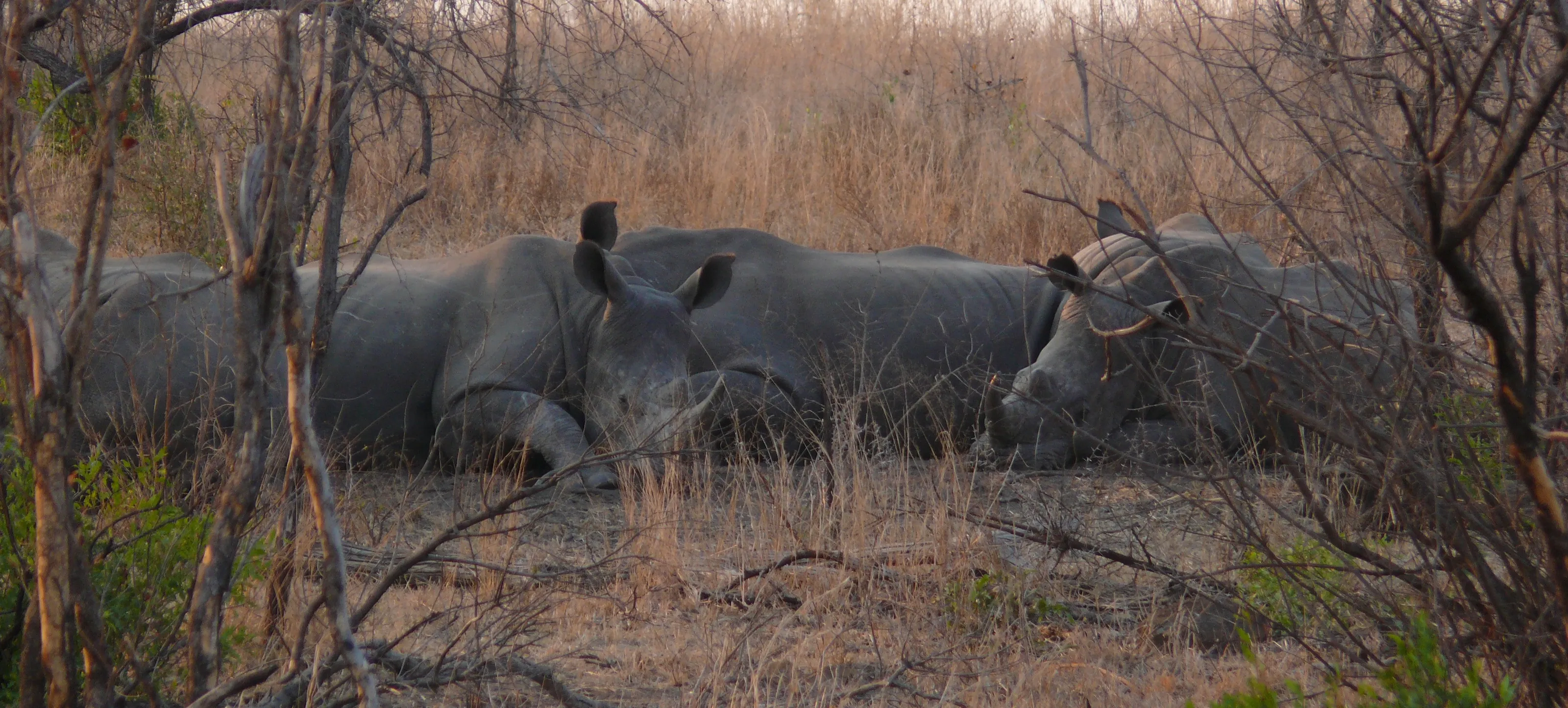 Rhinoceros in the Wild