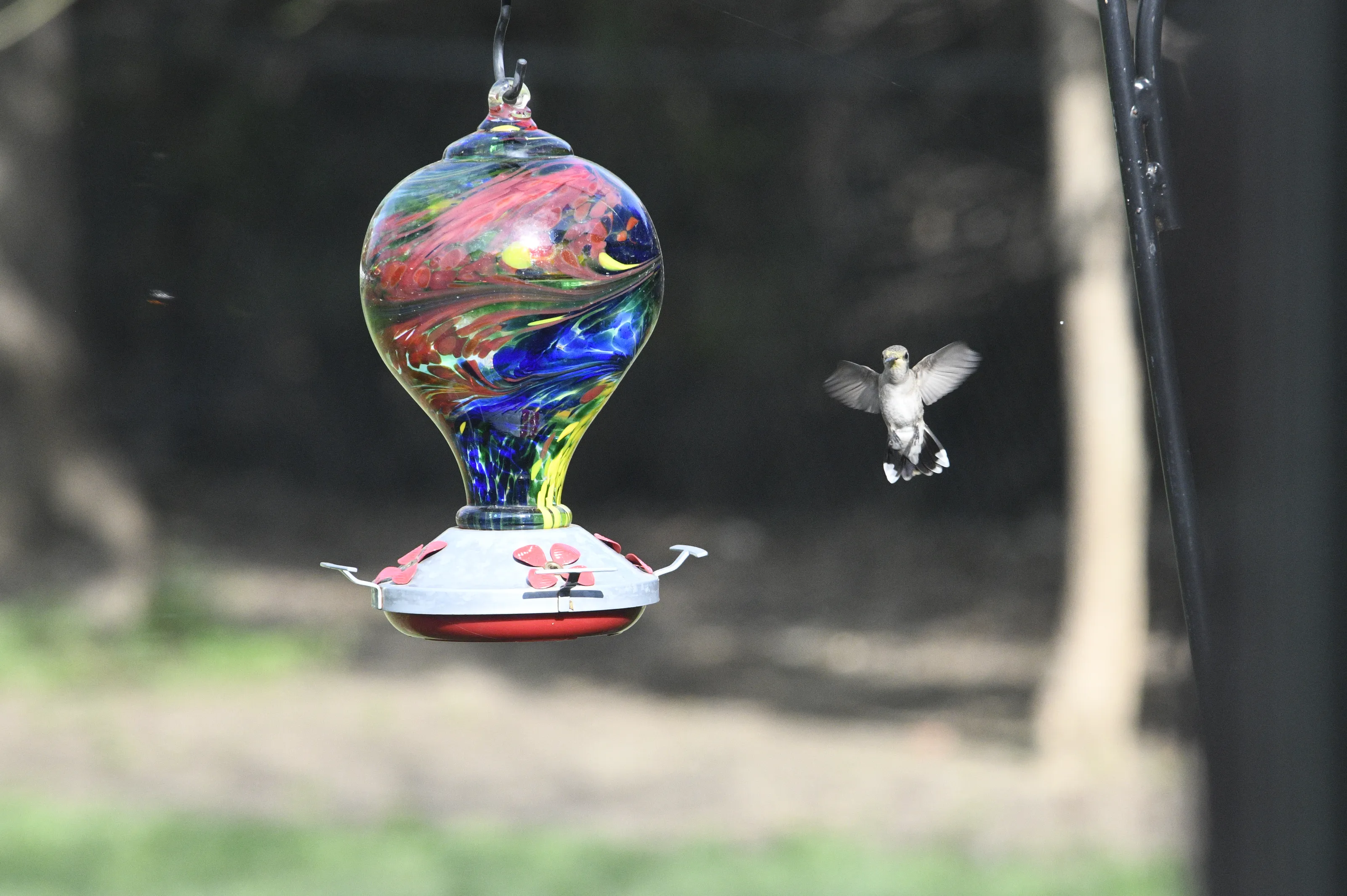 Hummingbirds