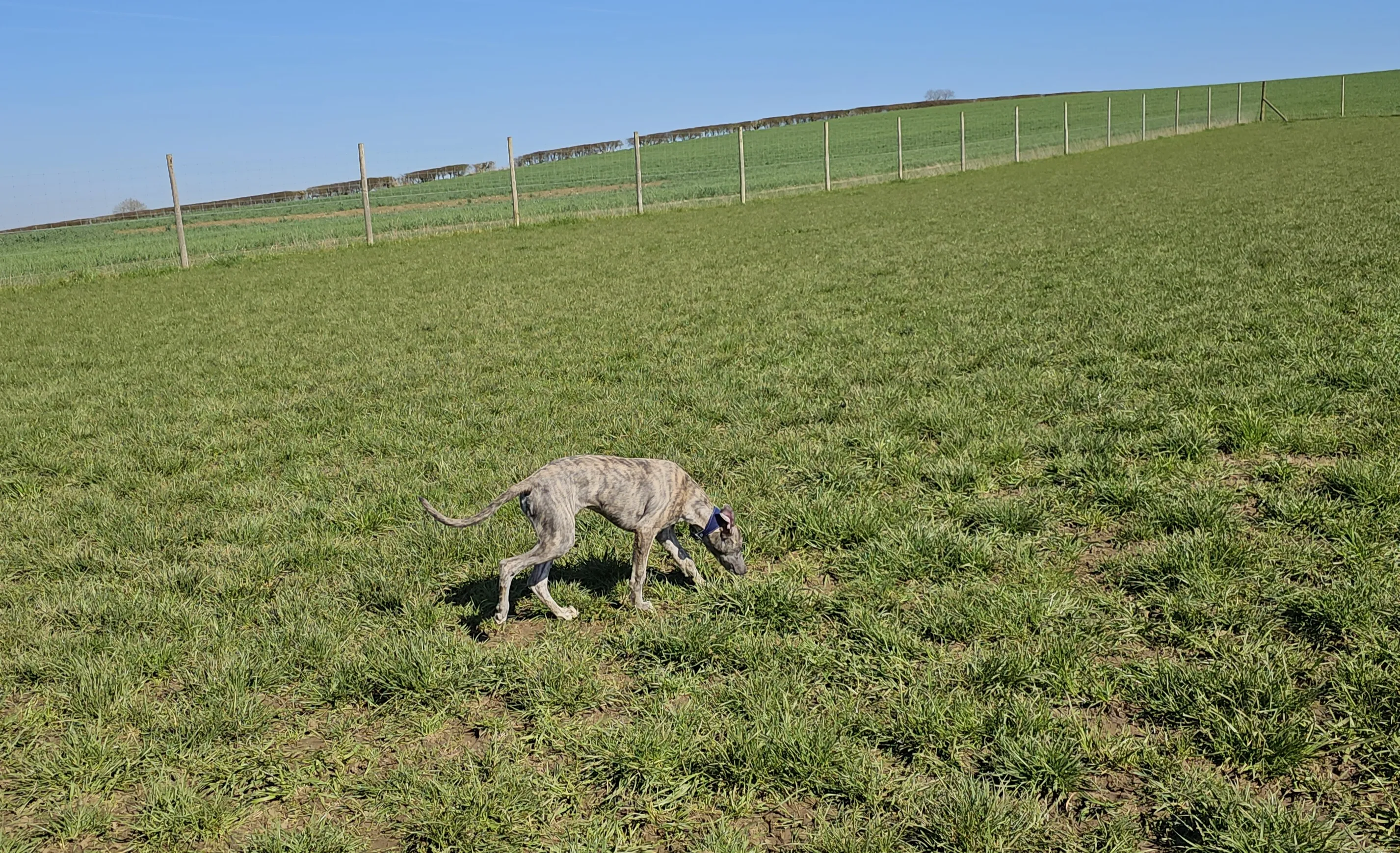 Whippets and Greyhounds