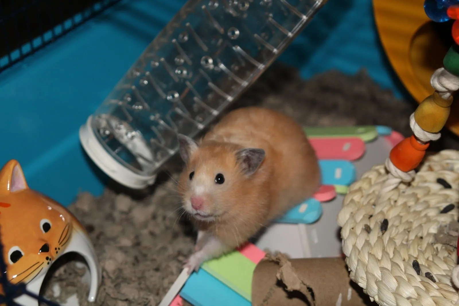 Hamsters and Gerbils
