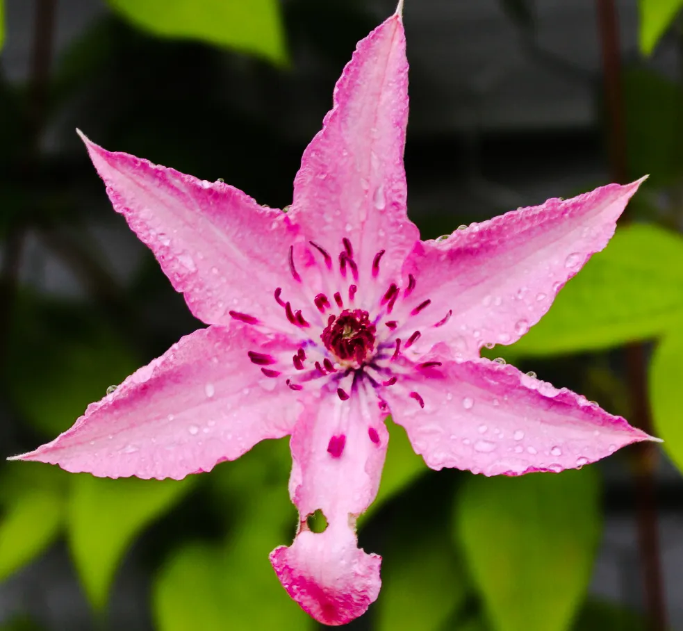 A Single Flower (in colour)