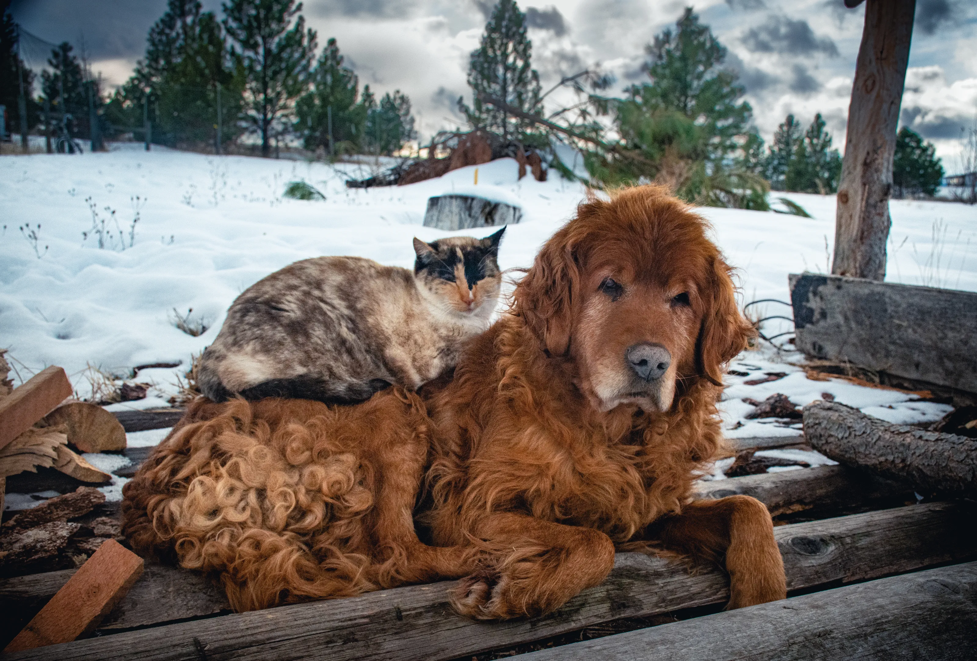 Friendships Between Animals
