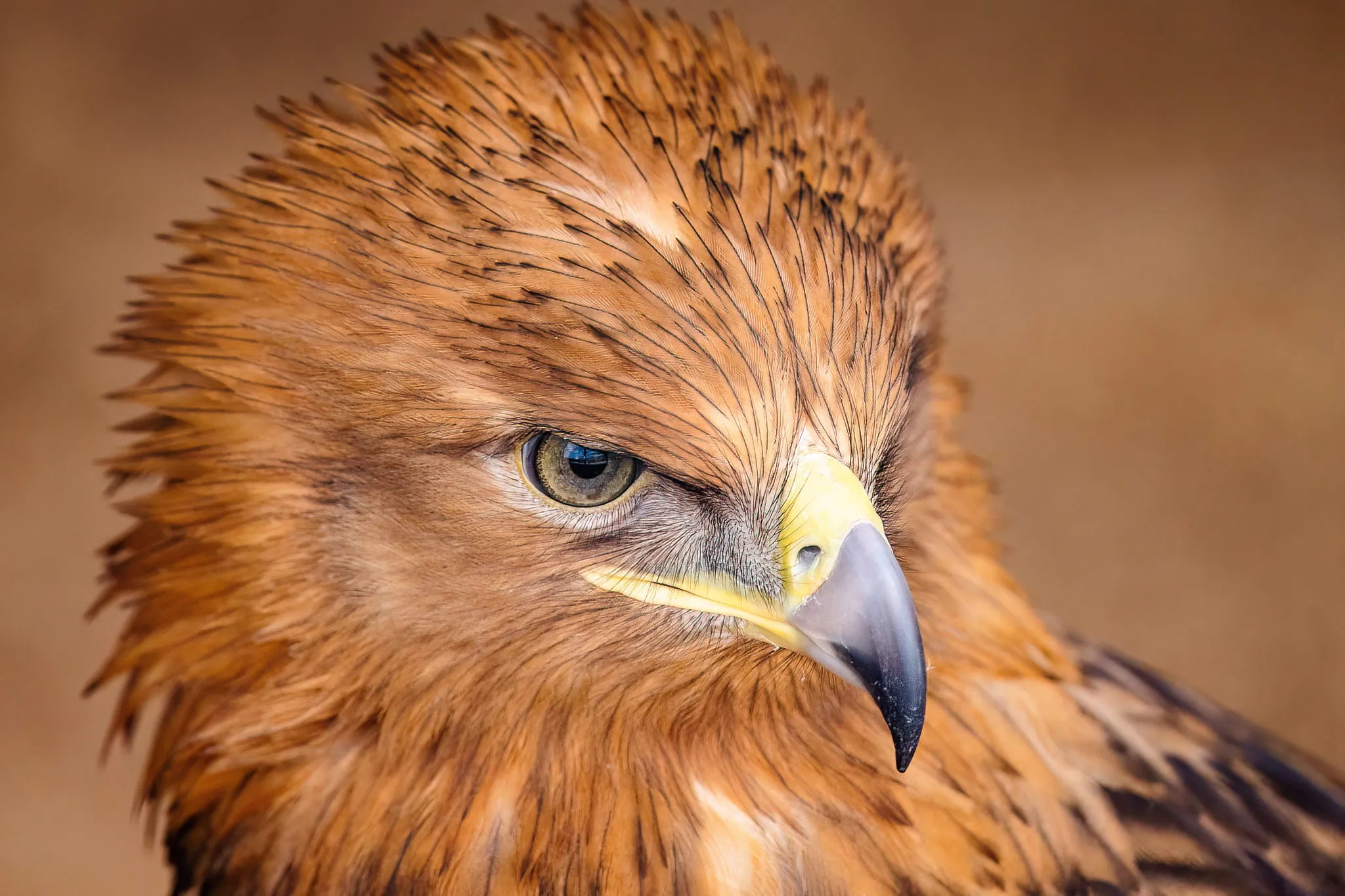 Eagles in Close Up