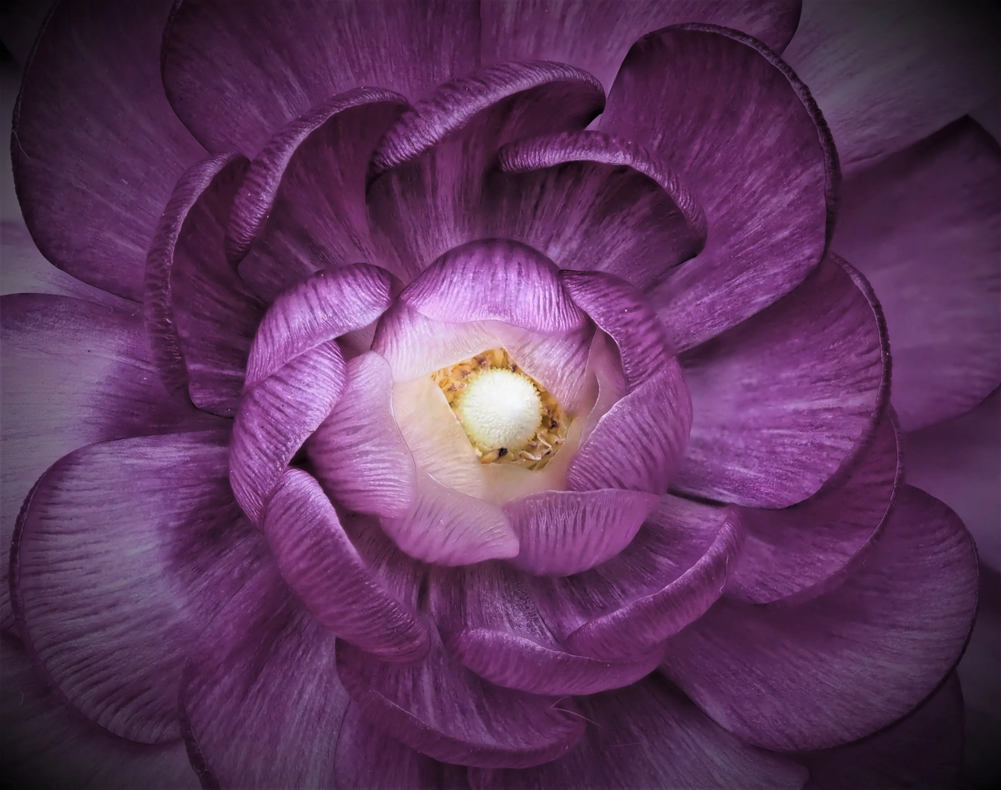The Colour Purple