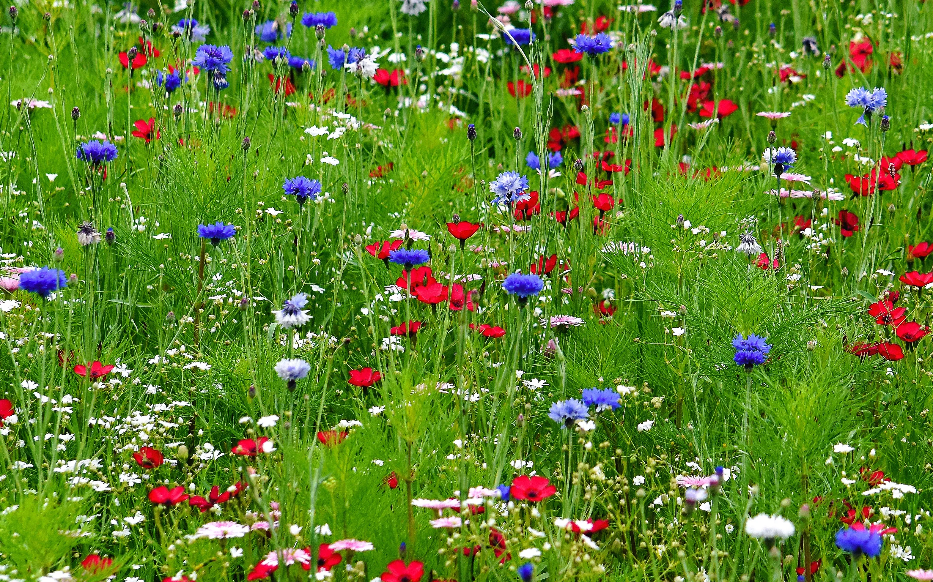 Wildflowers (in colour)