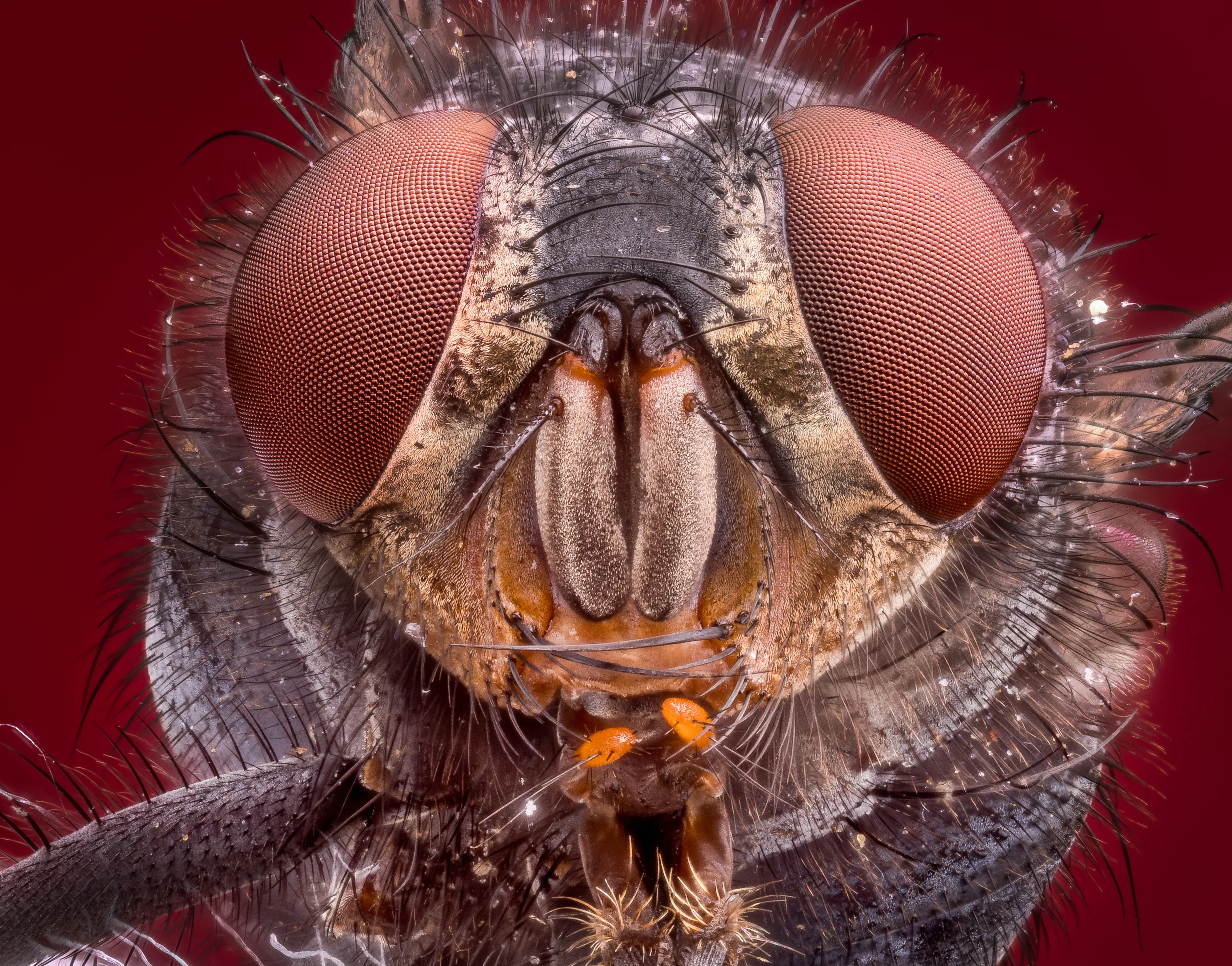 Eyes of Animals (not humans)