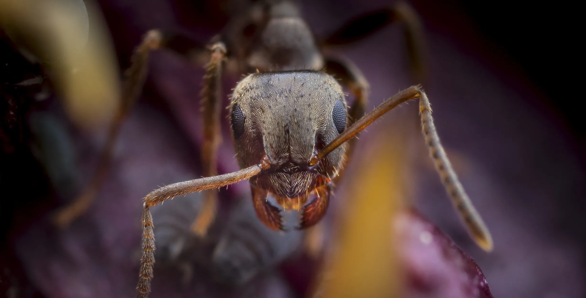 A World of Ants