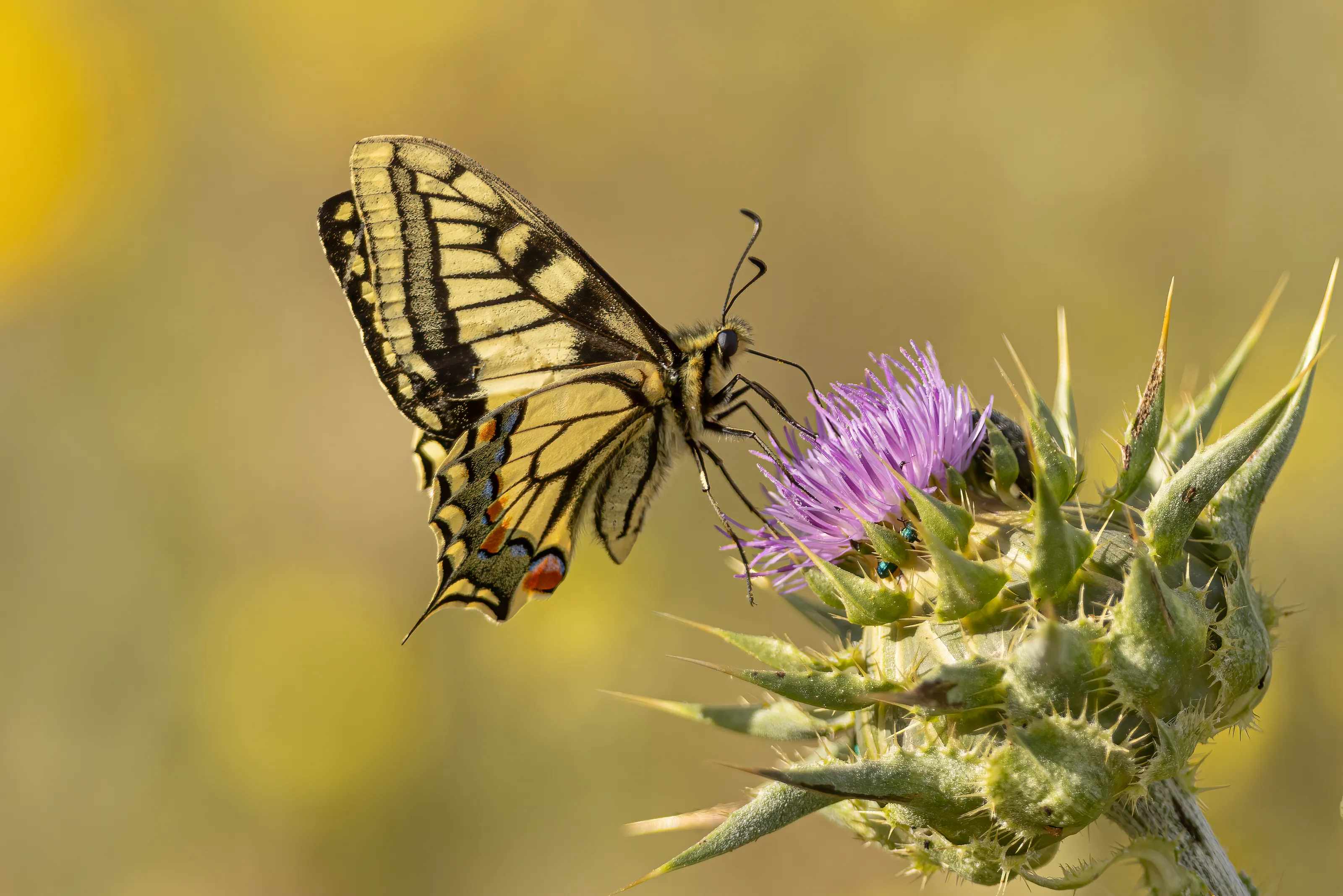 Butterflies on Flowers (in colour)