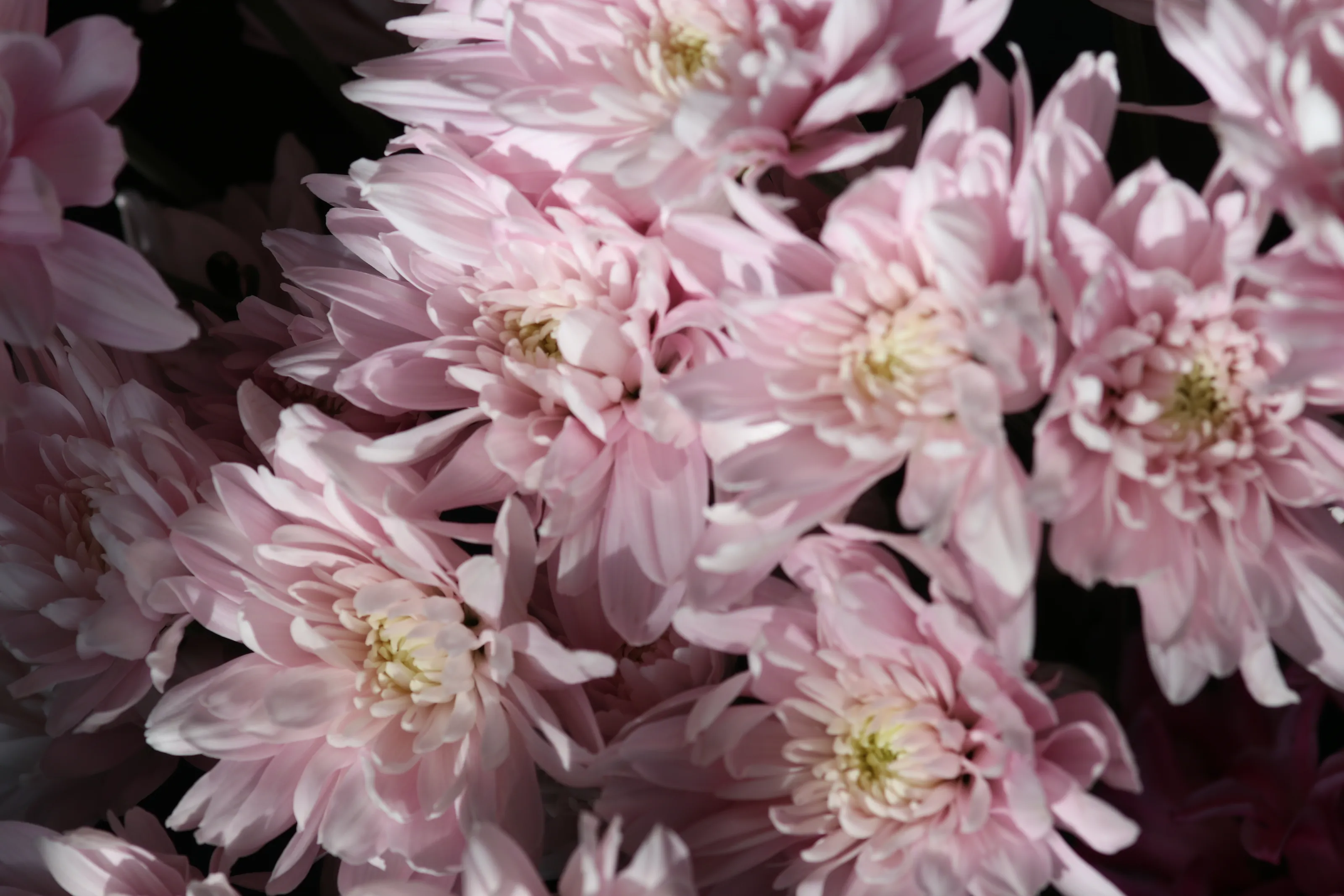 Anything Pink (in colour)