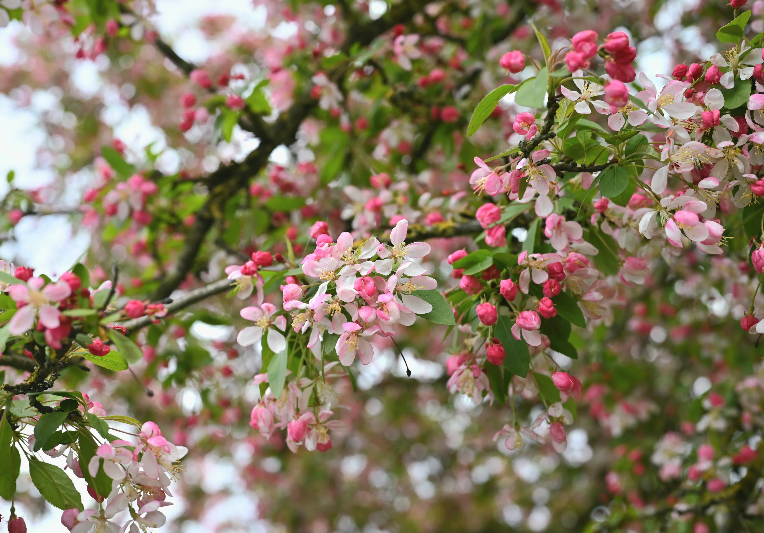 Tree Blossom (in colour)