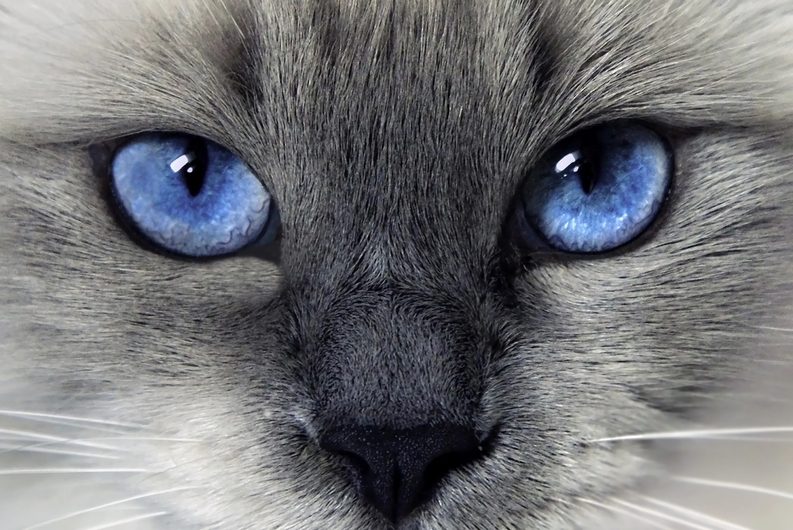 Animals with Blue Eyes