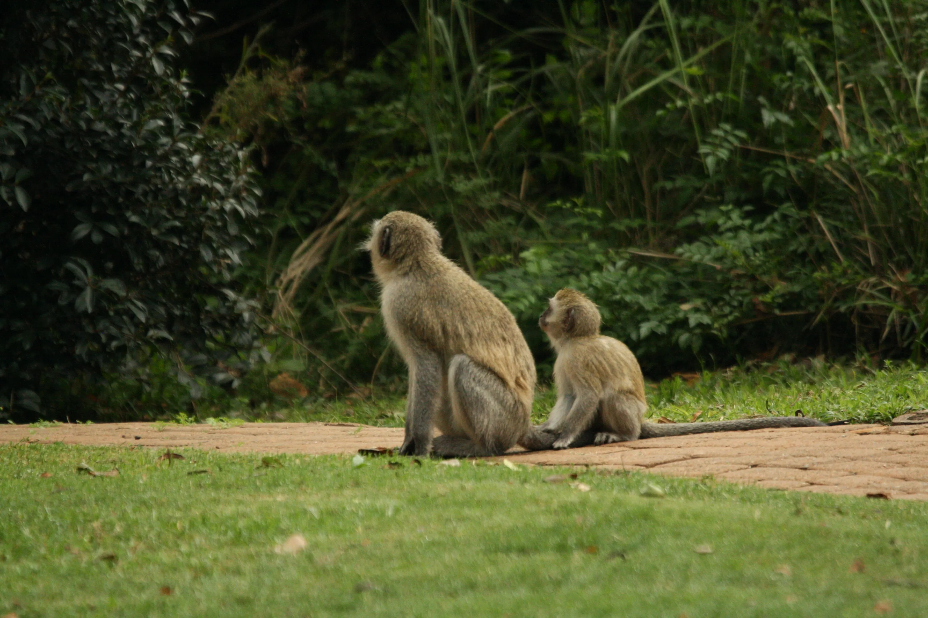 Young Wild Animals