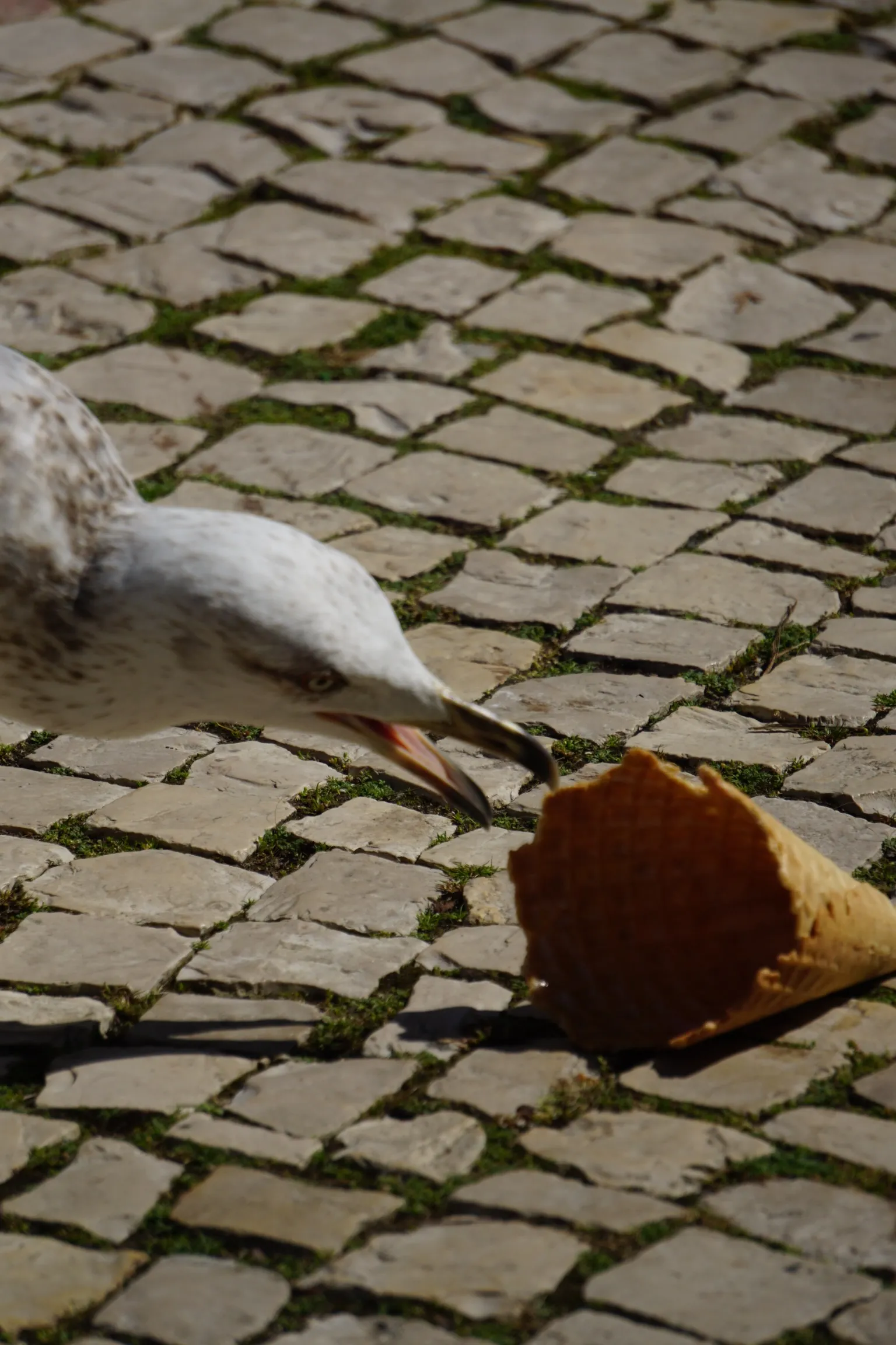 Birds Eating