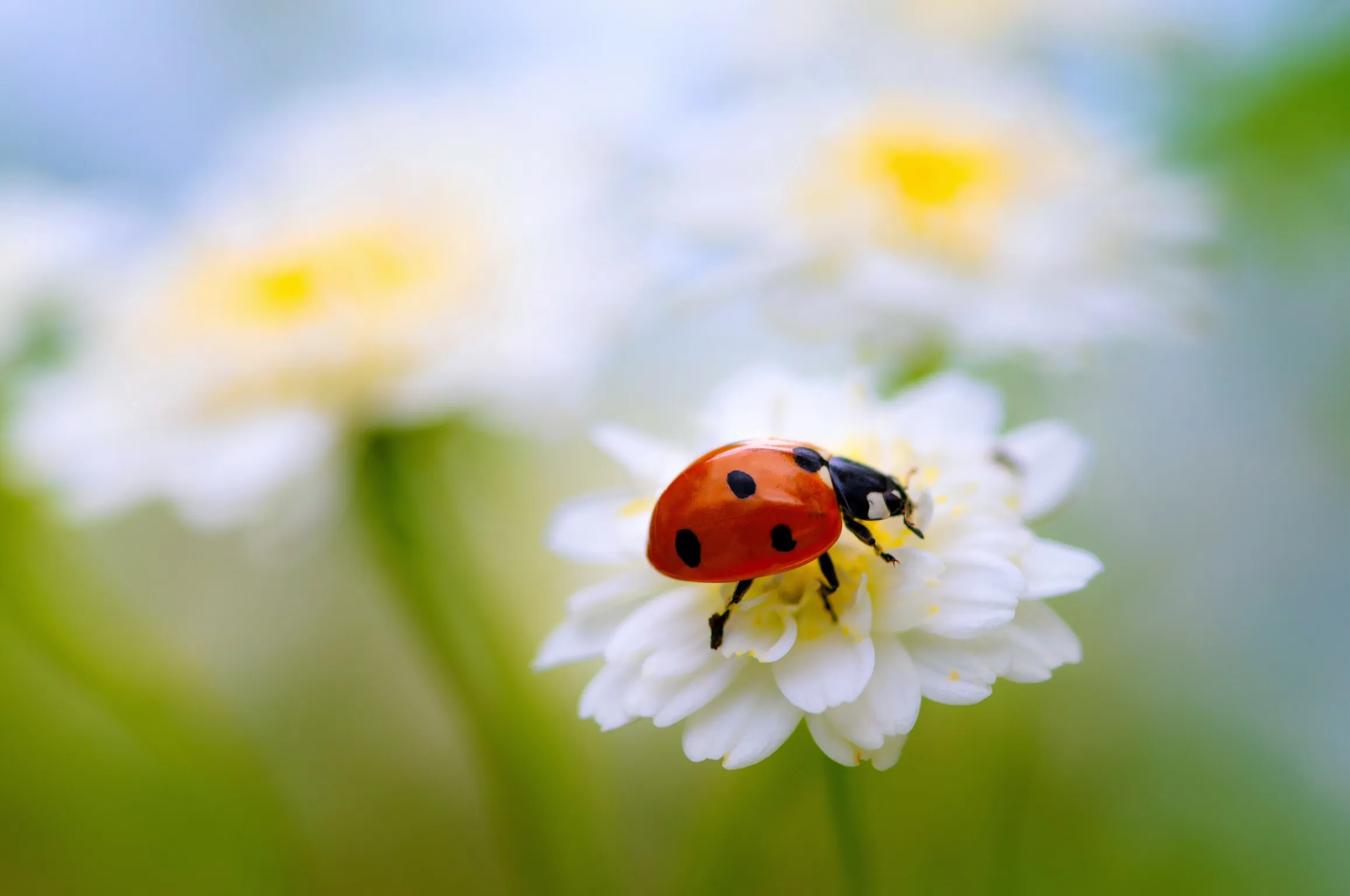 Ladybirds (in colour)