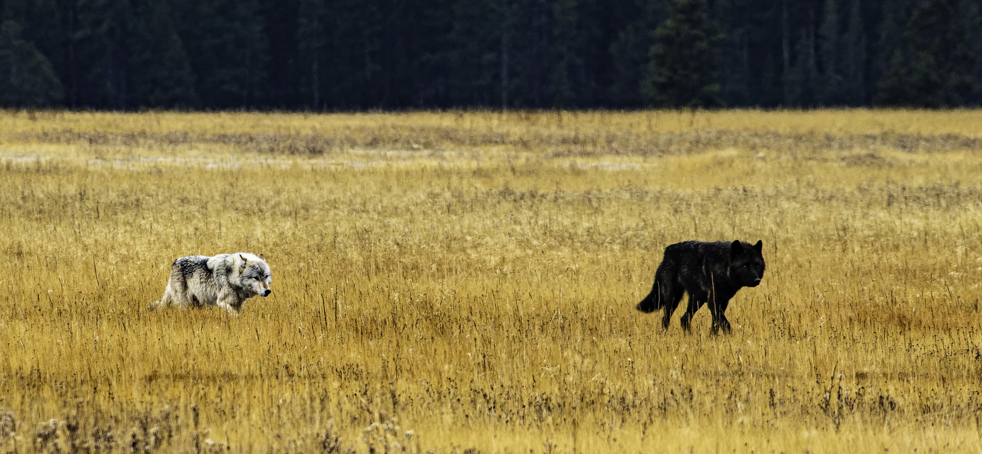 Wild Canines in the Wild