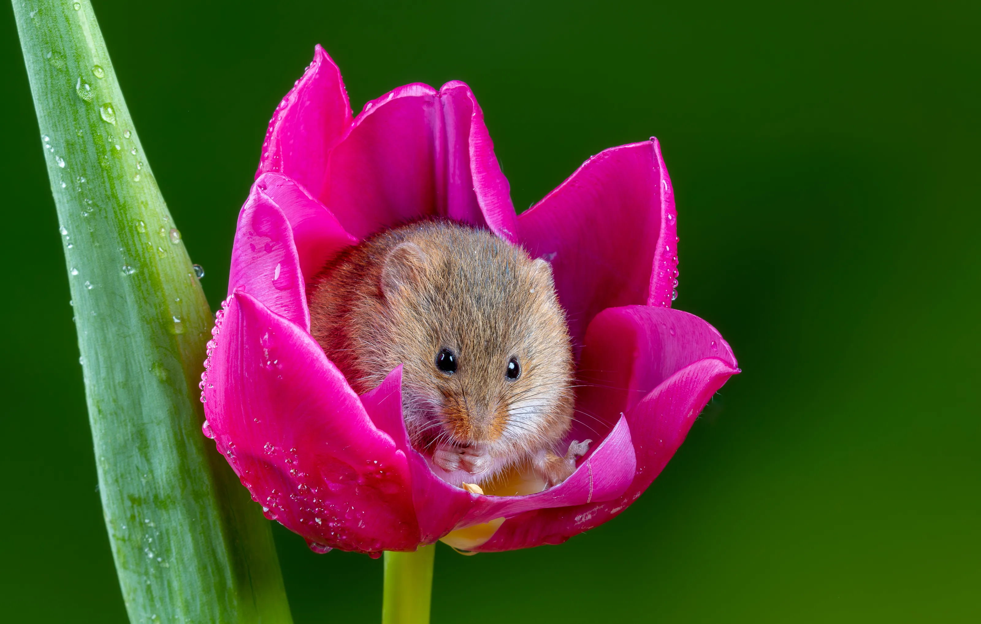 Cute Animals