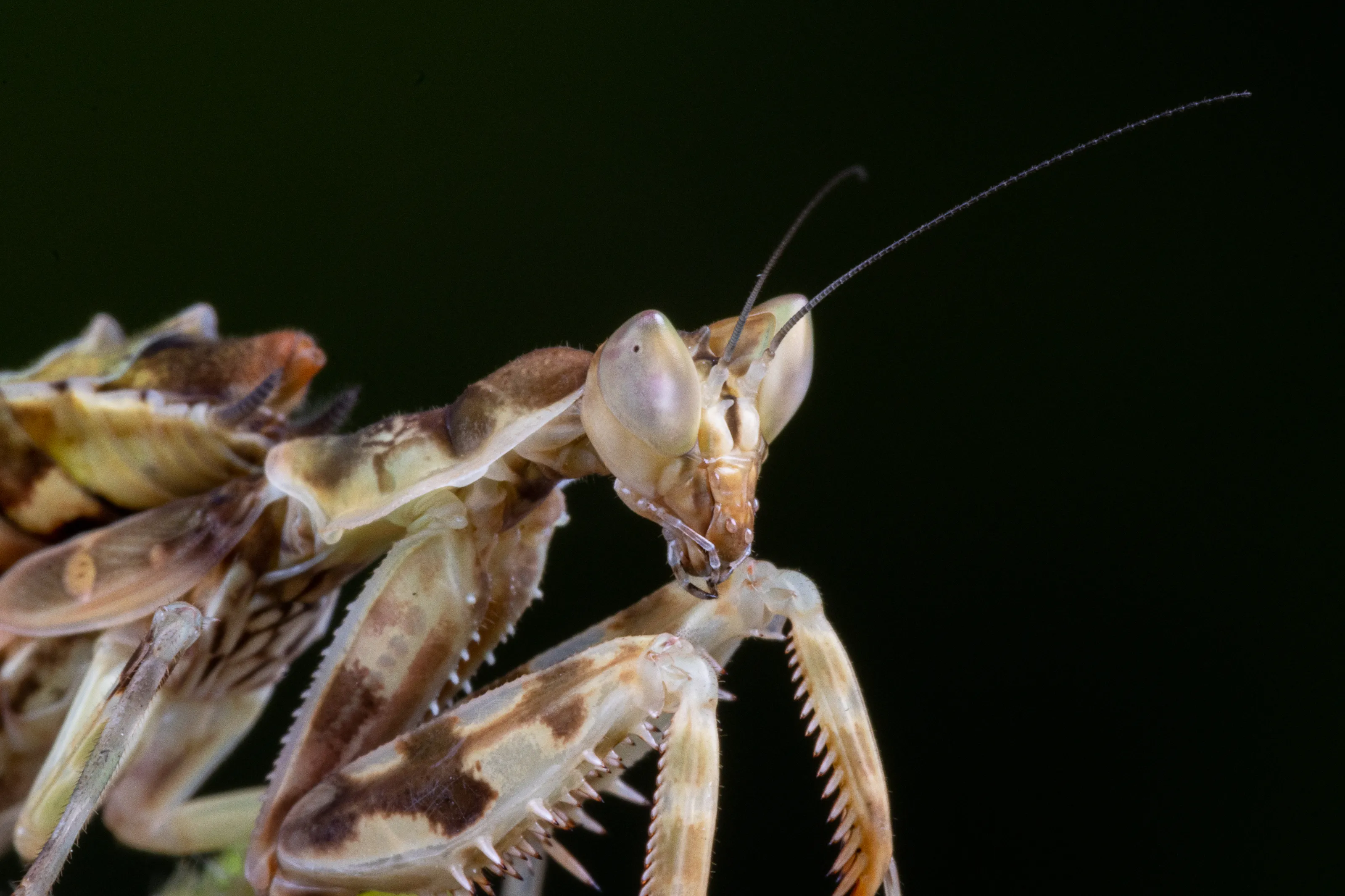 Insects