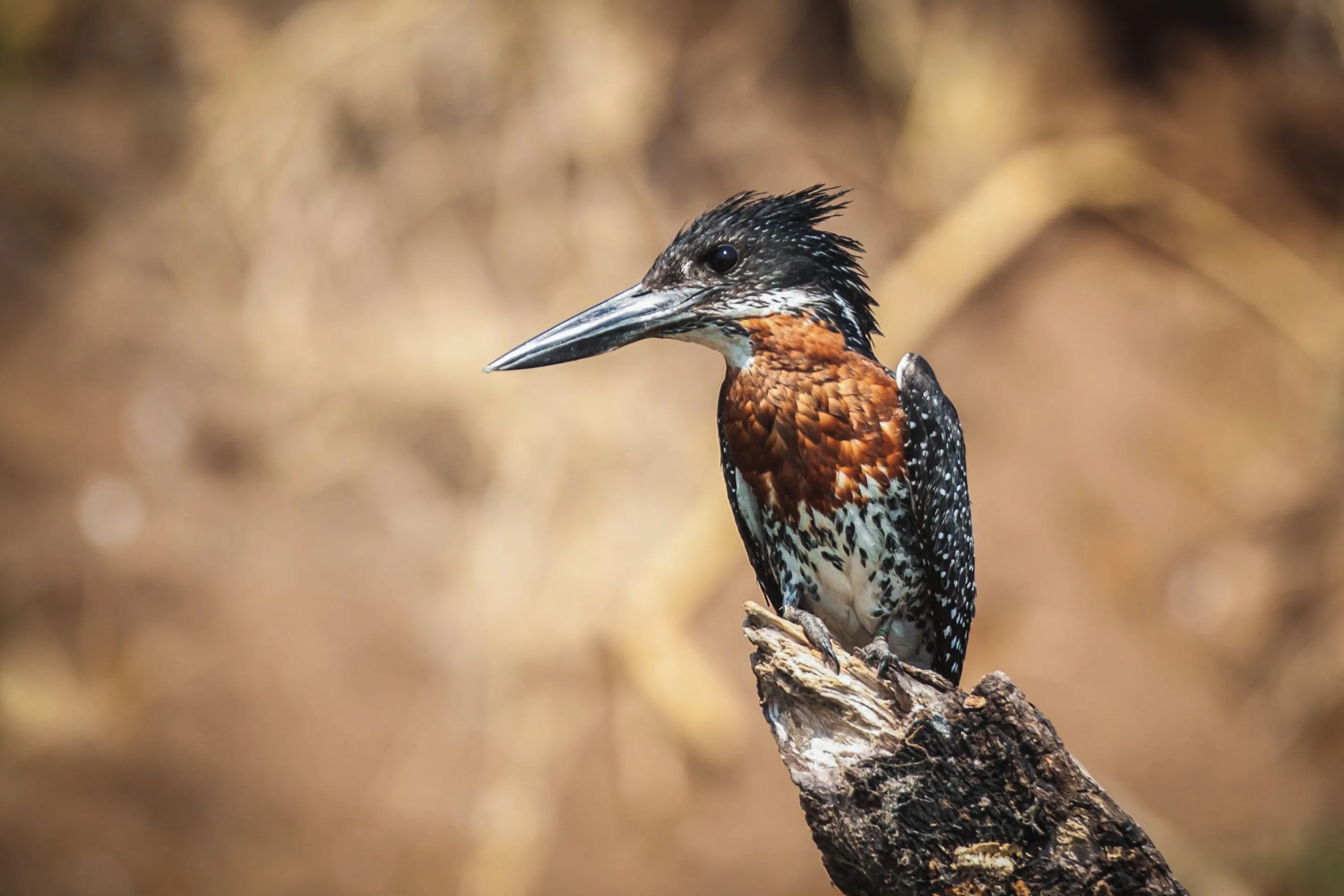 Kingfishers