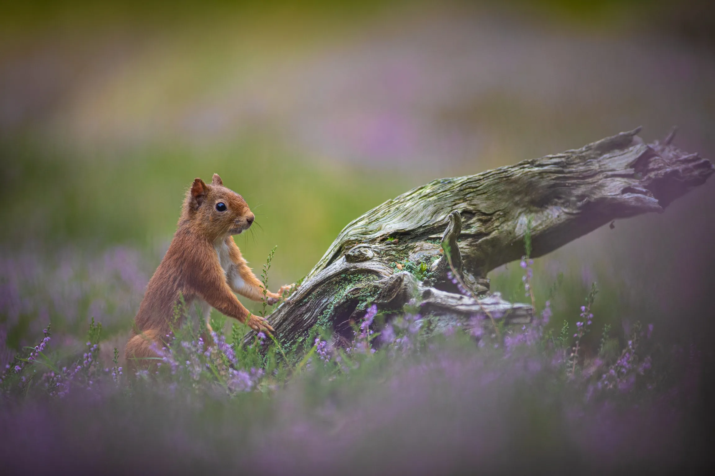 Red Squirrels (in colour)