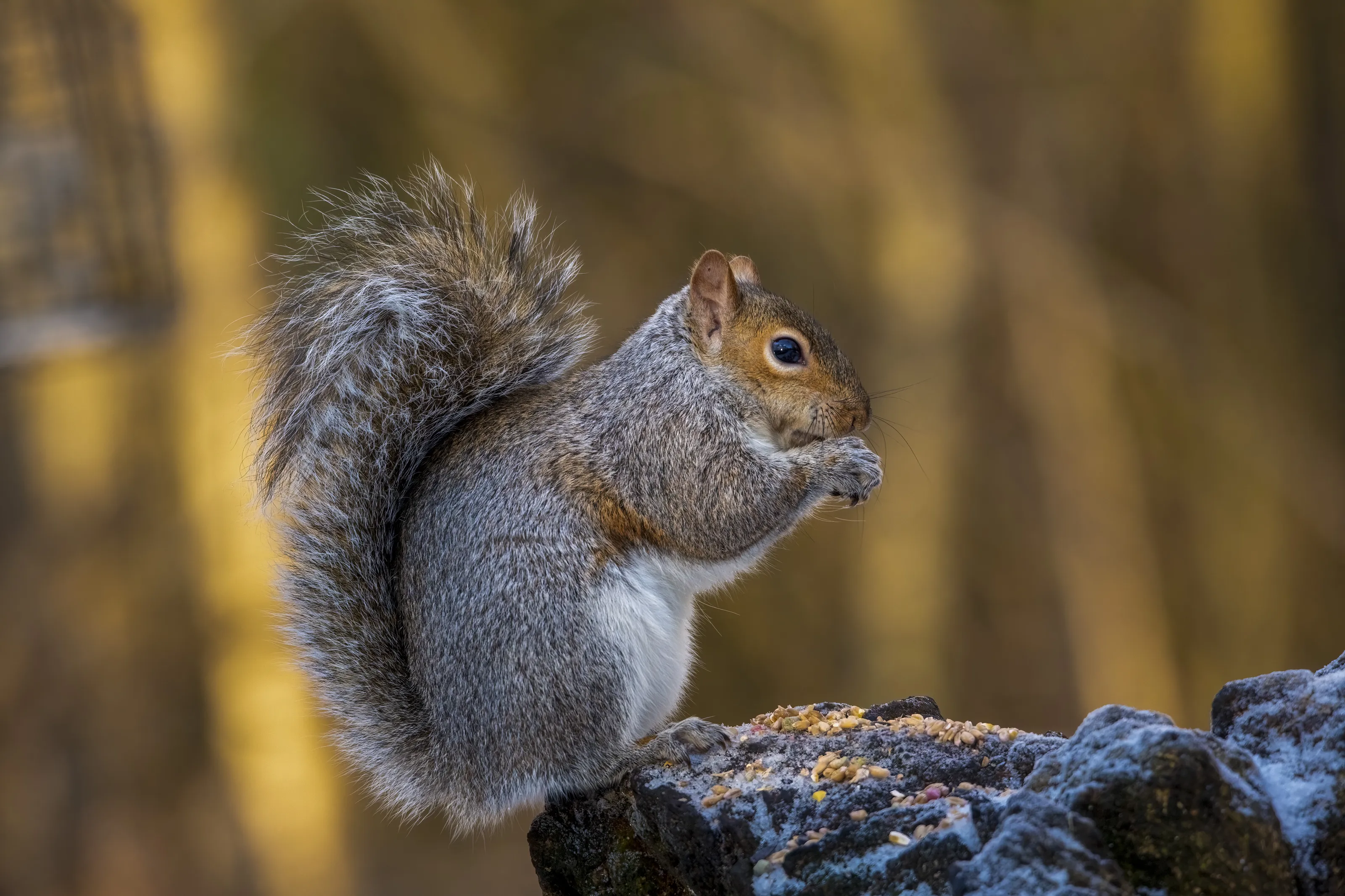 Grey Squirrels