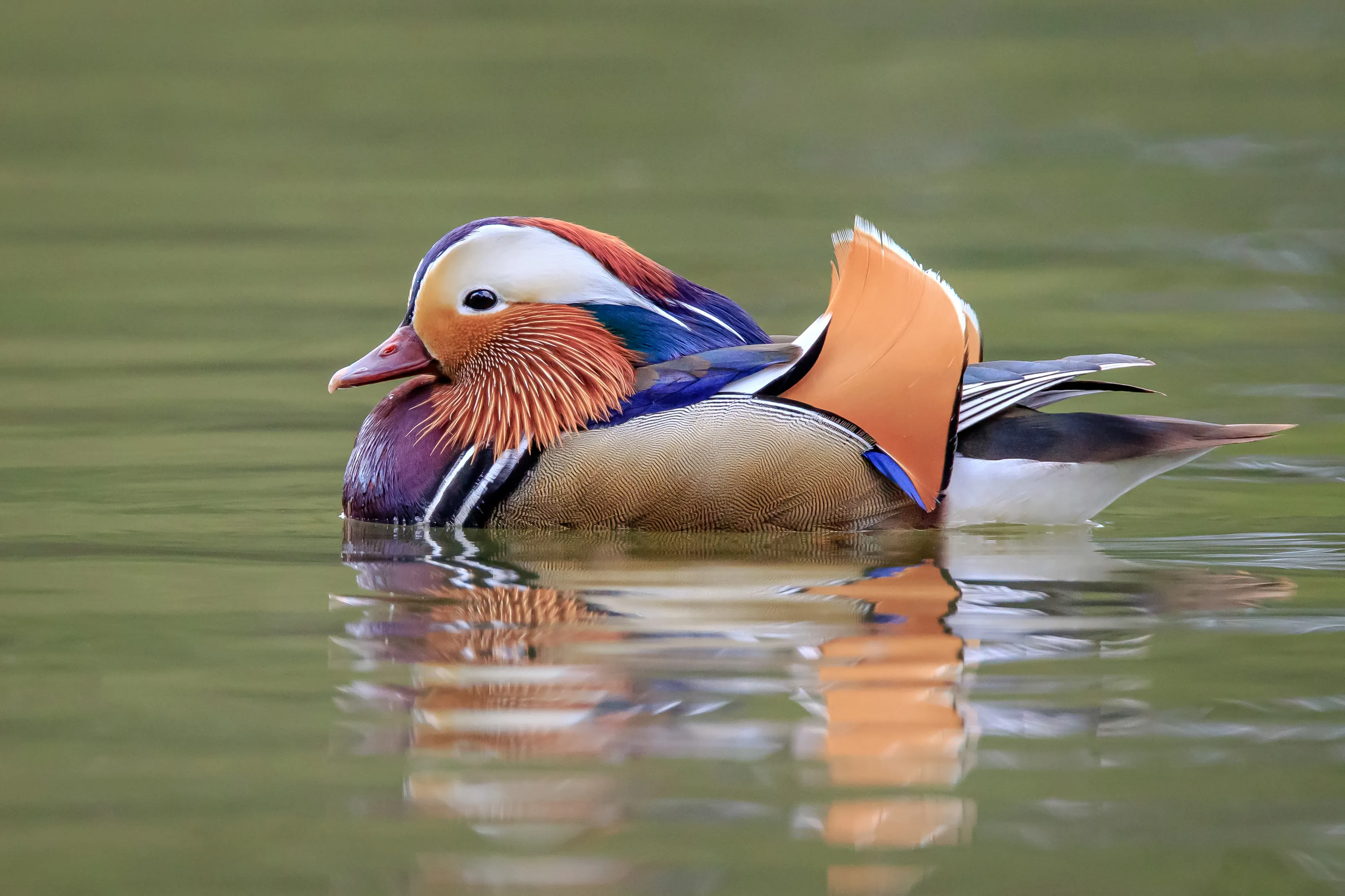 Wild Birds with Colourful Plumage