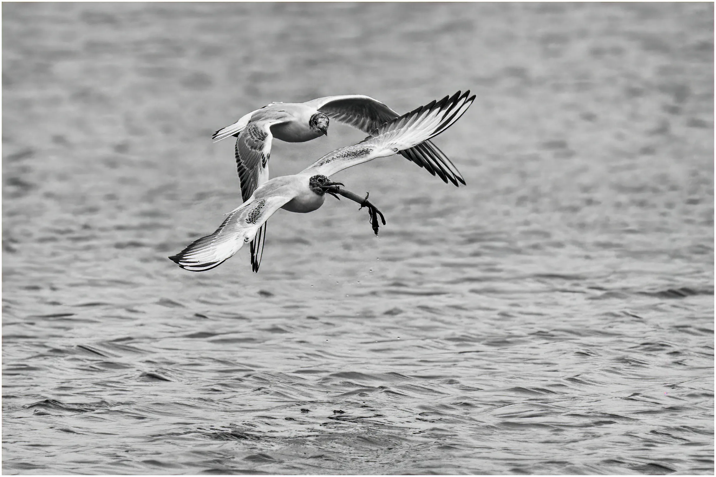 Seabirds Near Water in Black and White