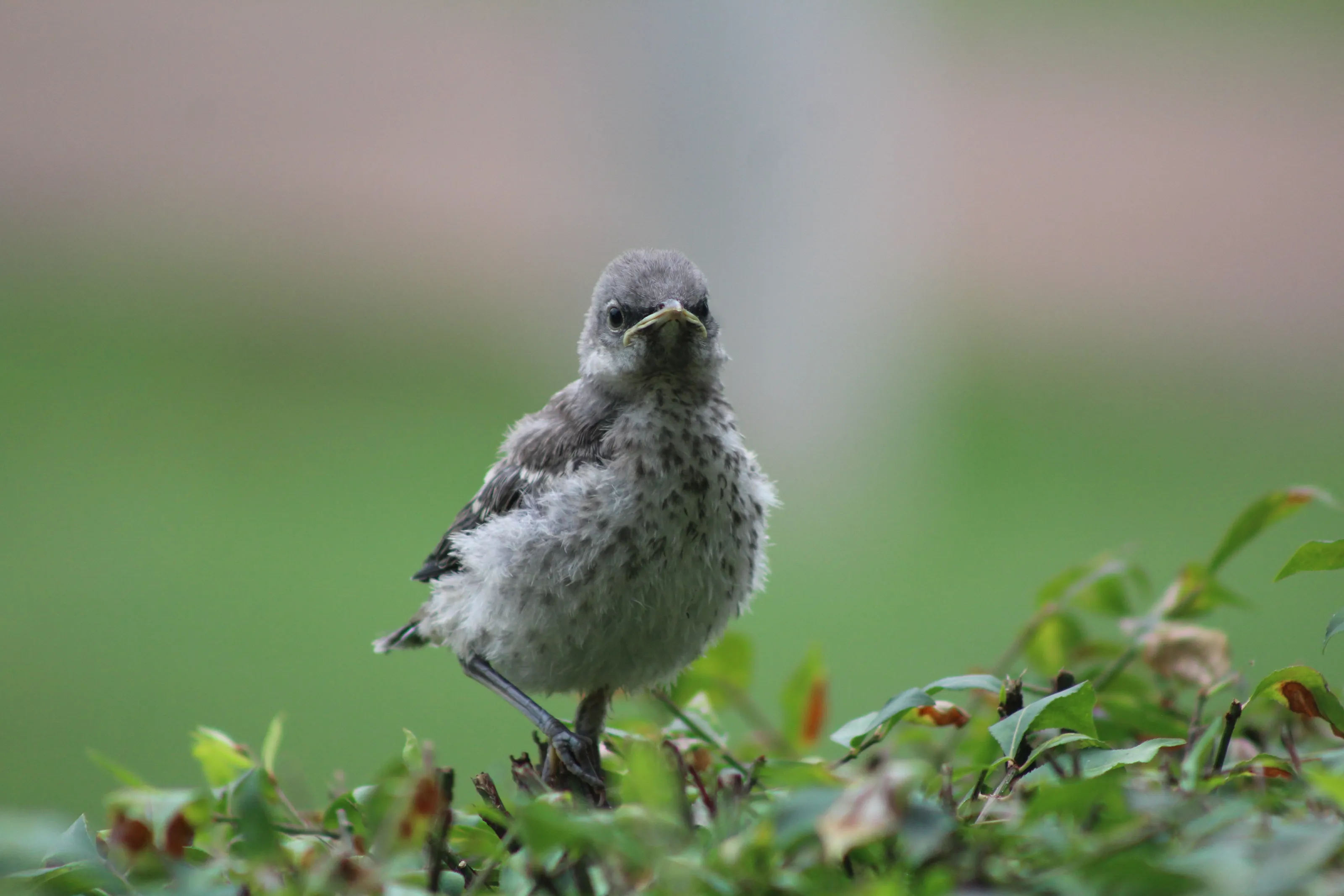 Grumpy-Looking Animals