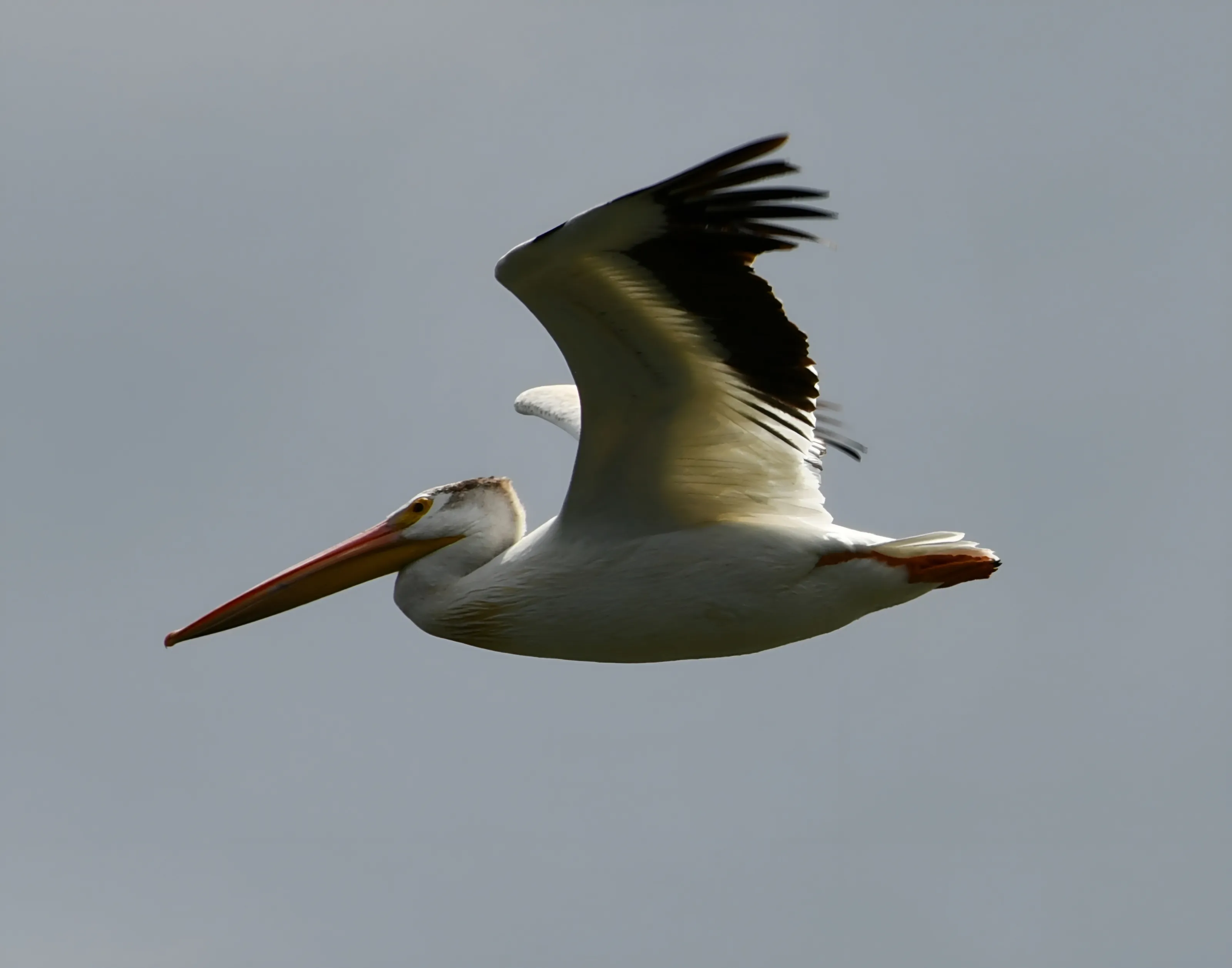 Pelicans