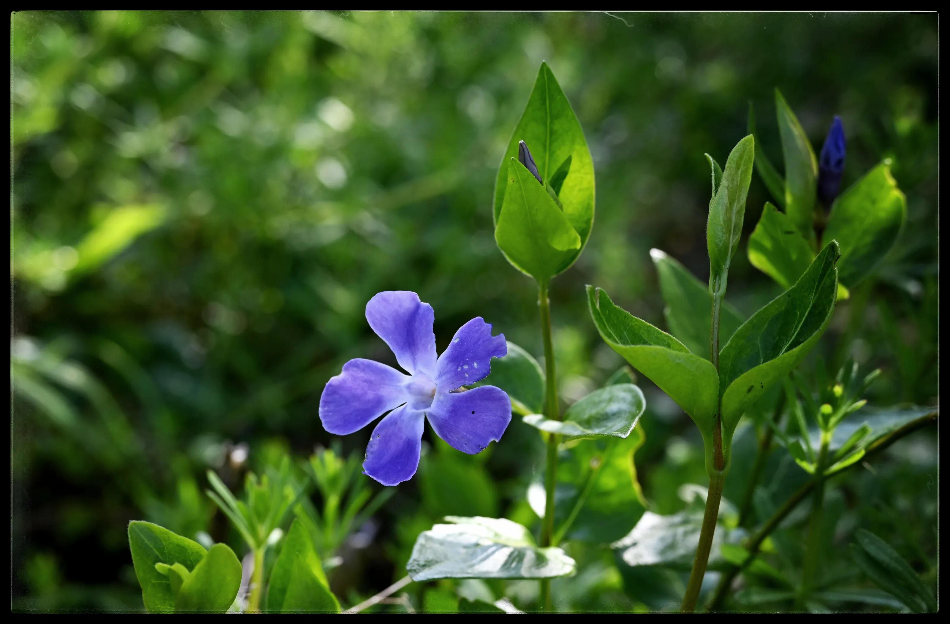 Flowers in Natural Surroundings