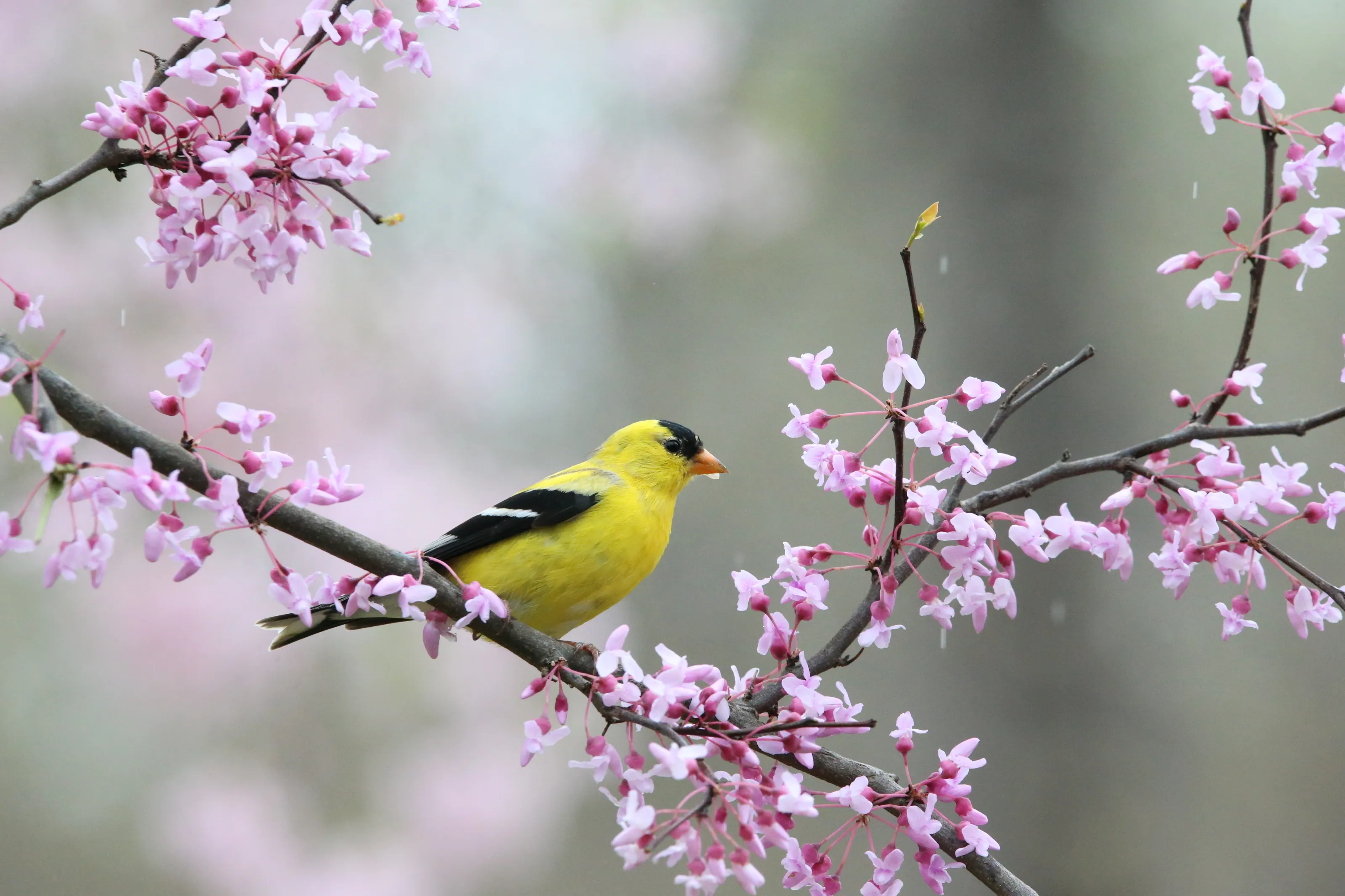 Birds on a Flowering Branch (in colour)