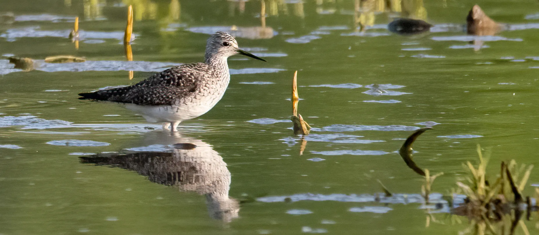 Wild Bird Reflections on Water