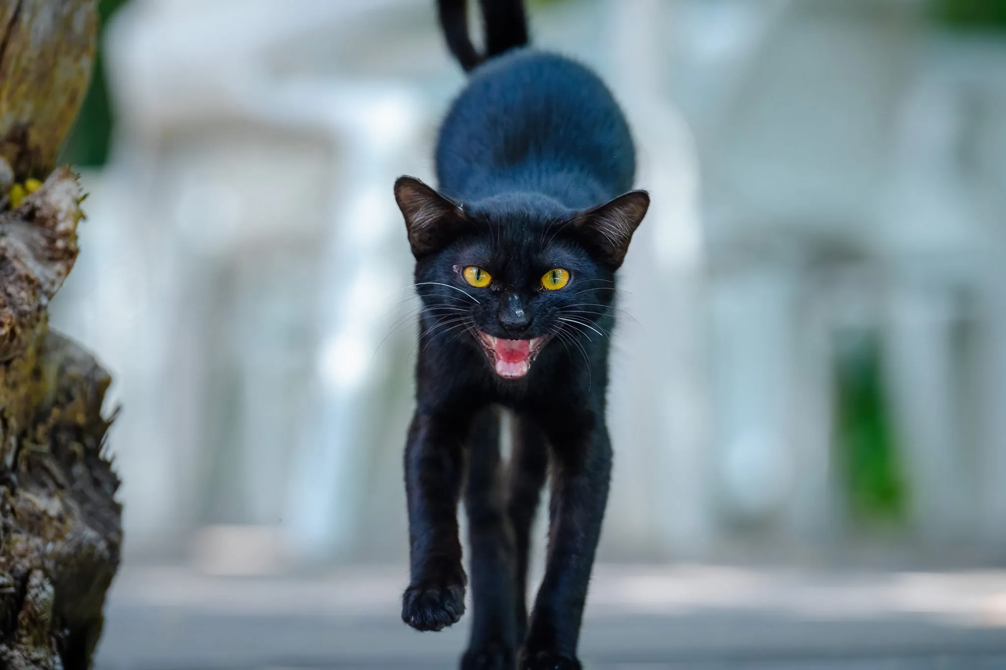 Domestic Cats