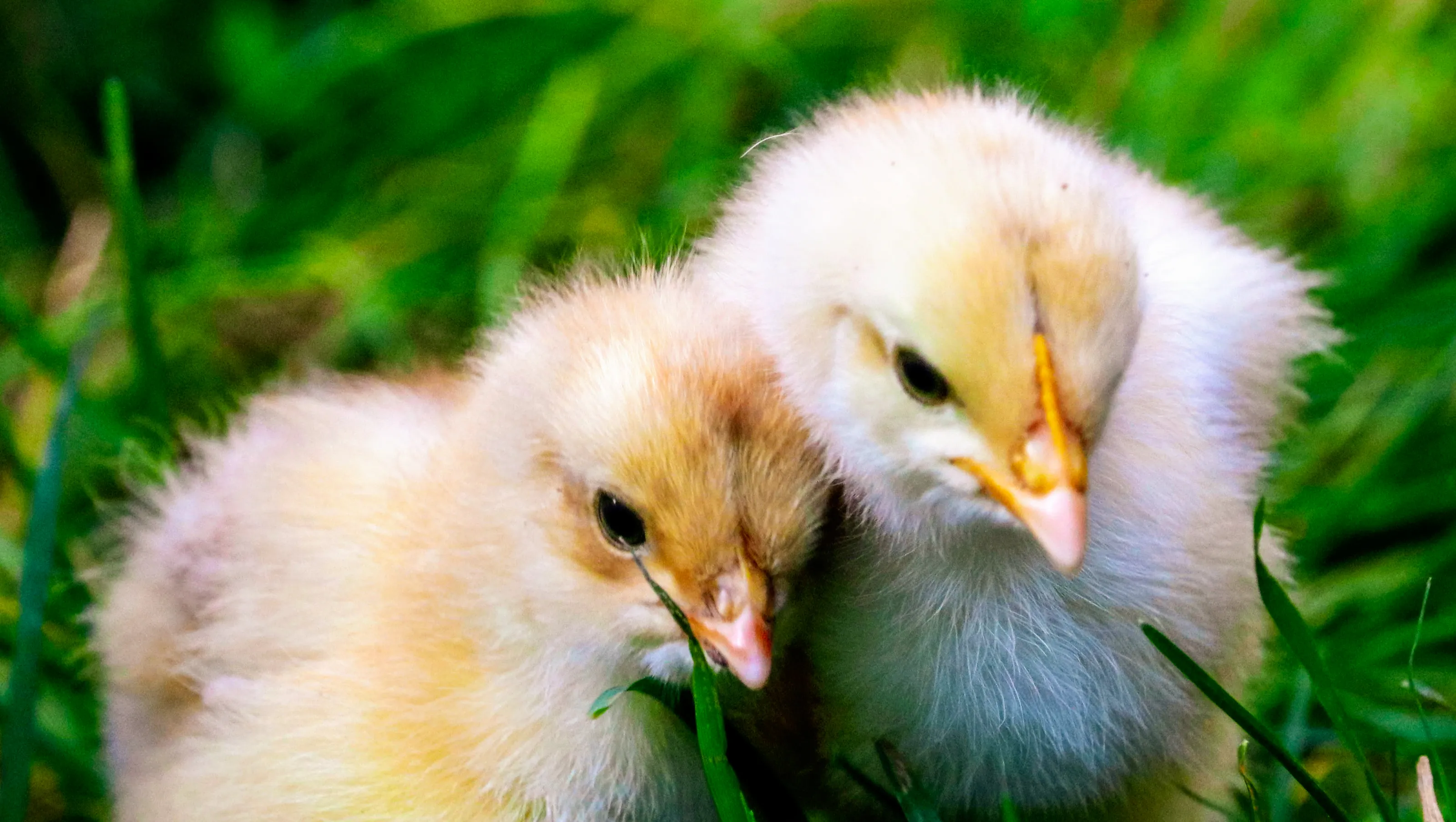 Chicken Chicks (in colour)