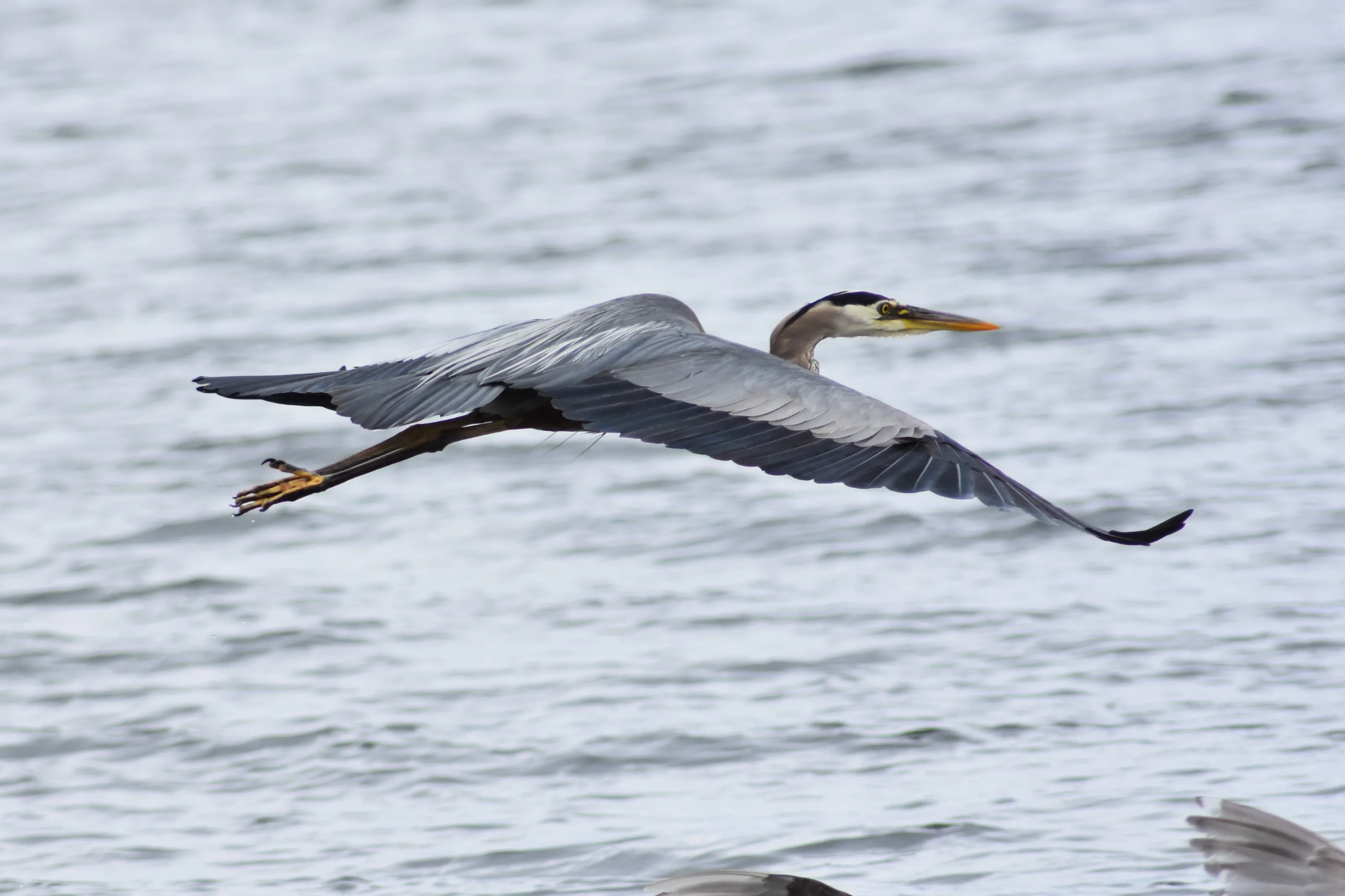Herons