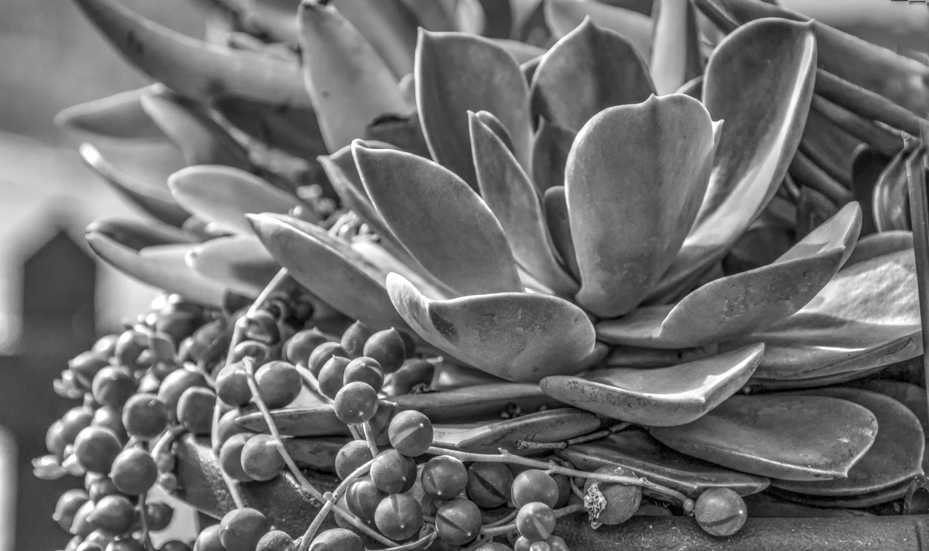 Succulents in Black and White