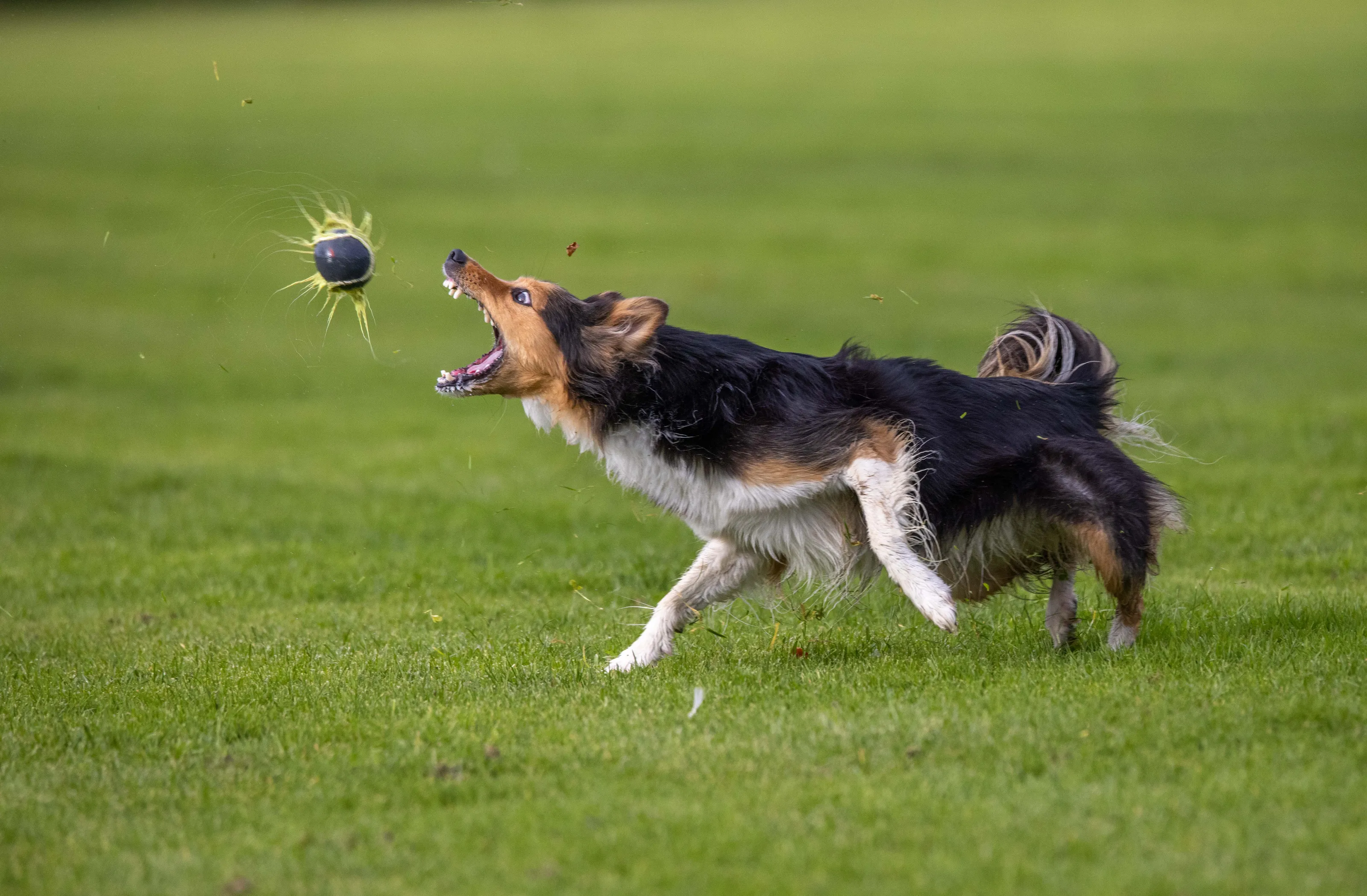People or Animals Catching Something