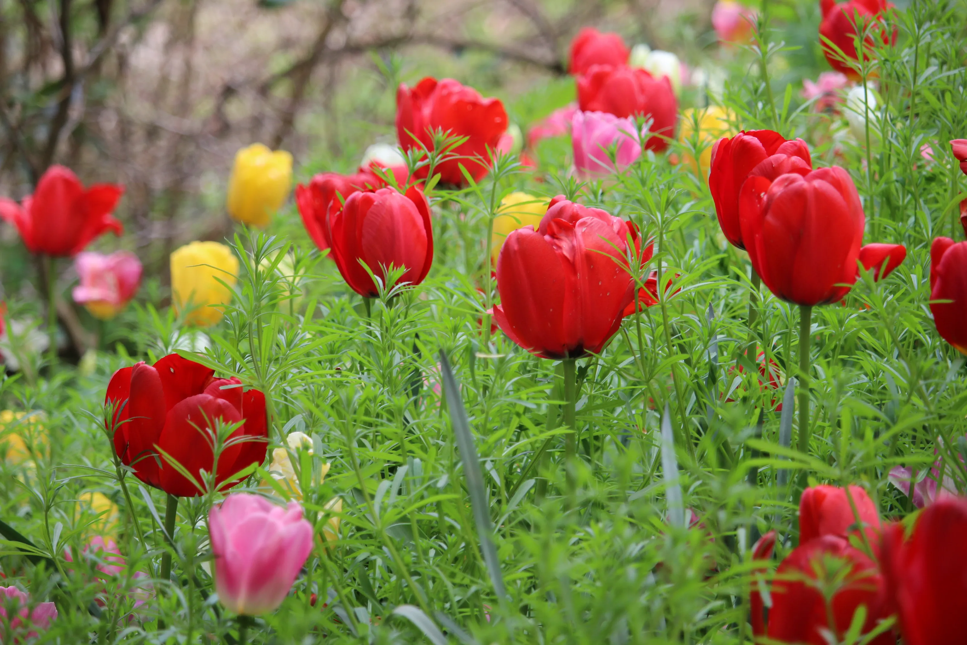 Tulips (in colour)