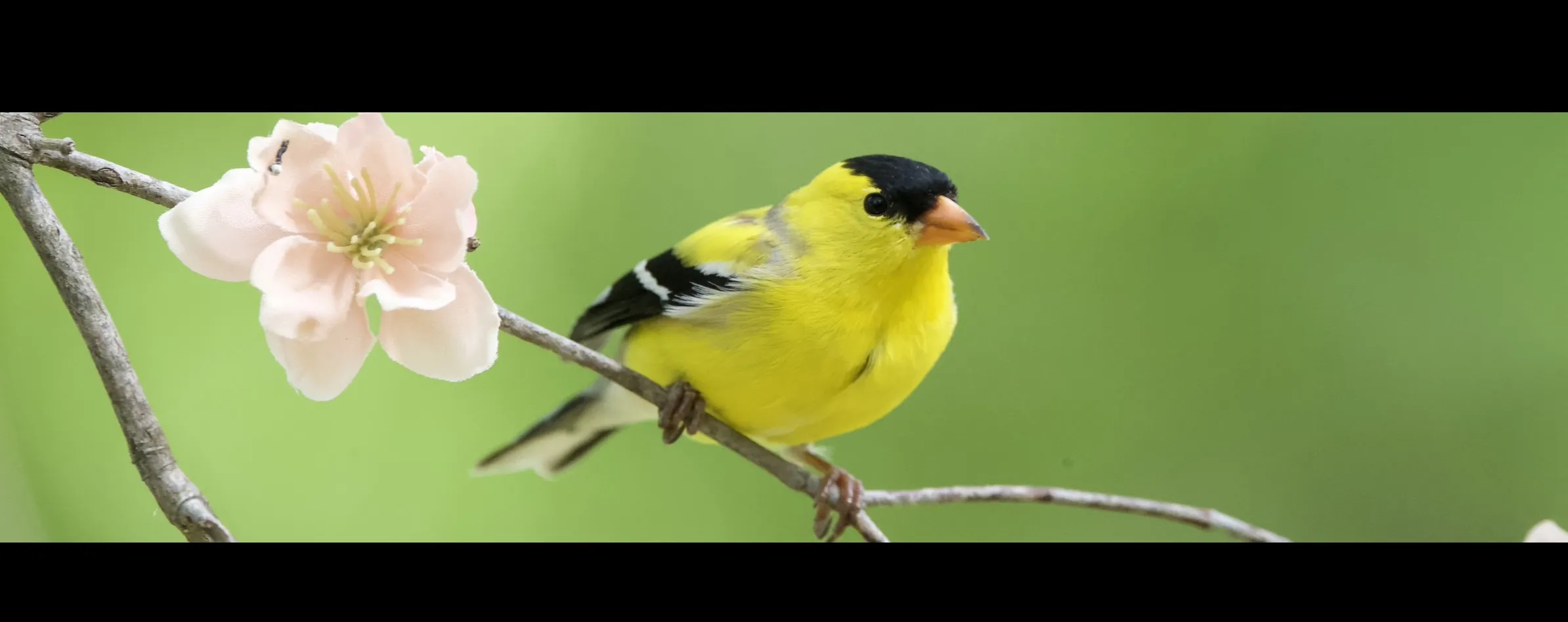 Finches (in colour)