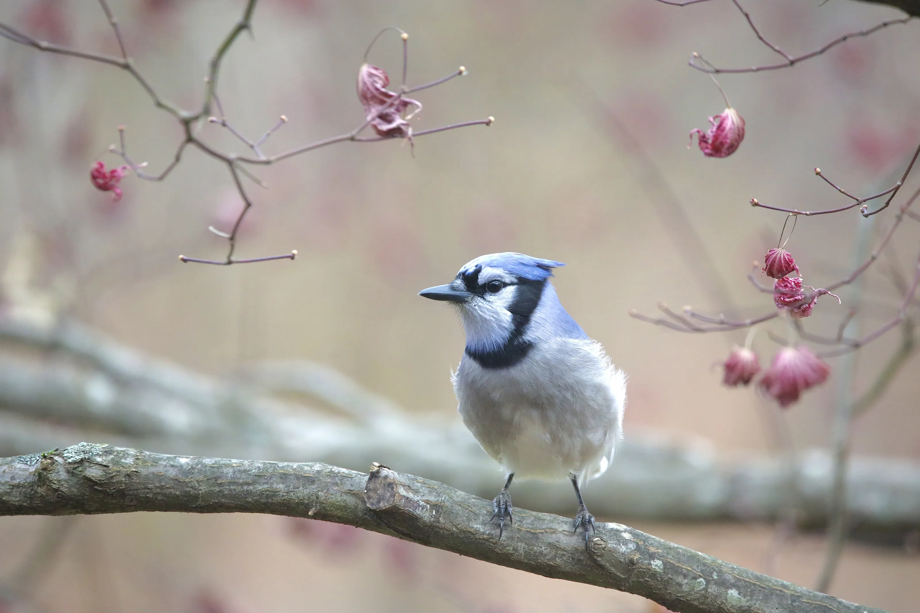 Jays (in colour)