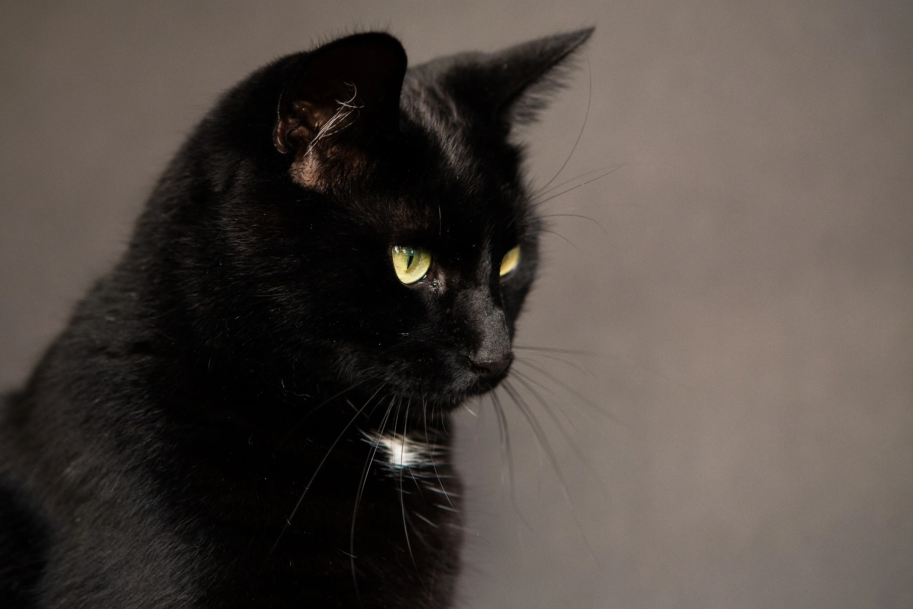 Pet Black Cats (in colour)