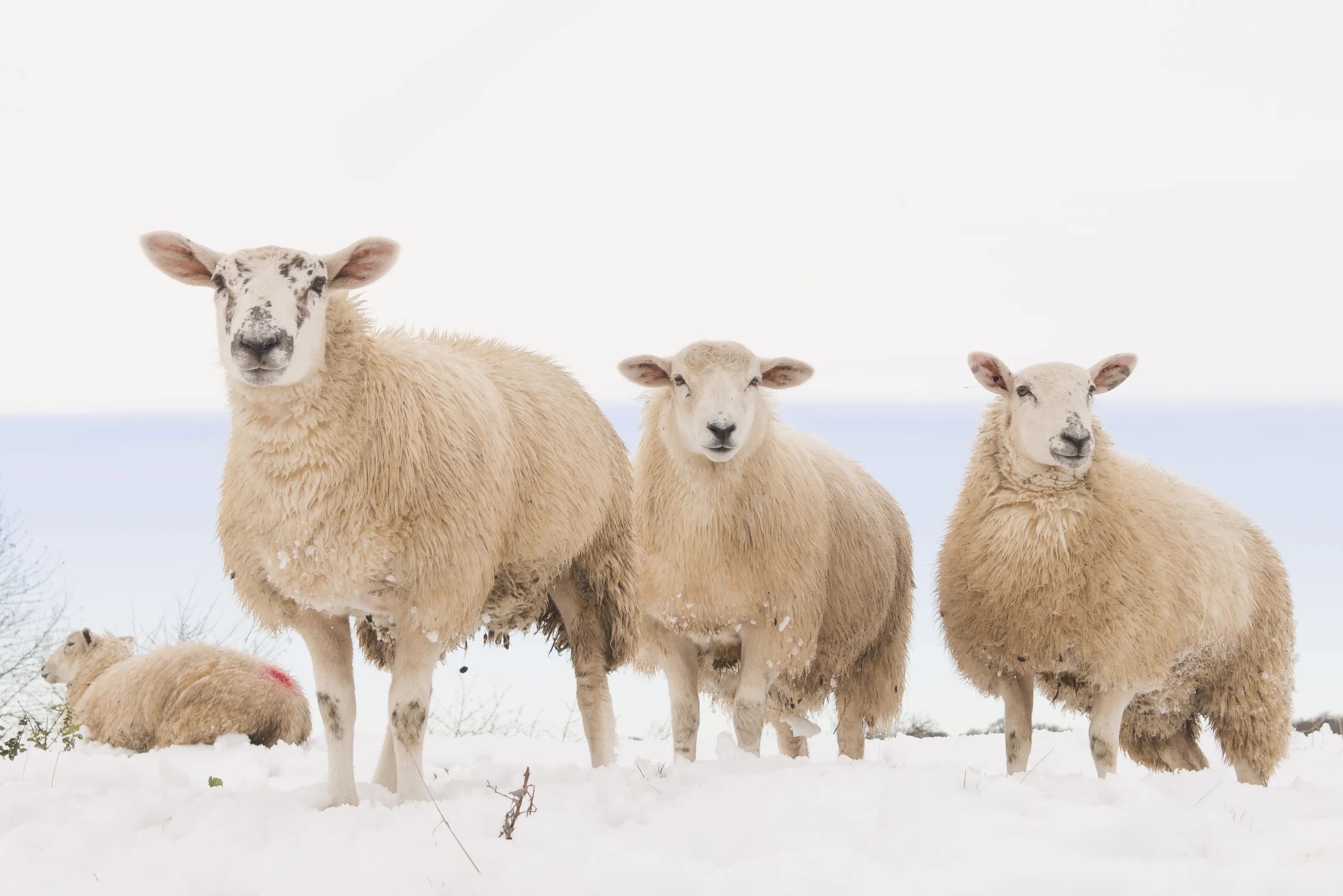 Sheep