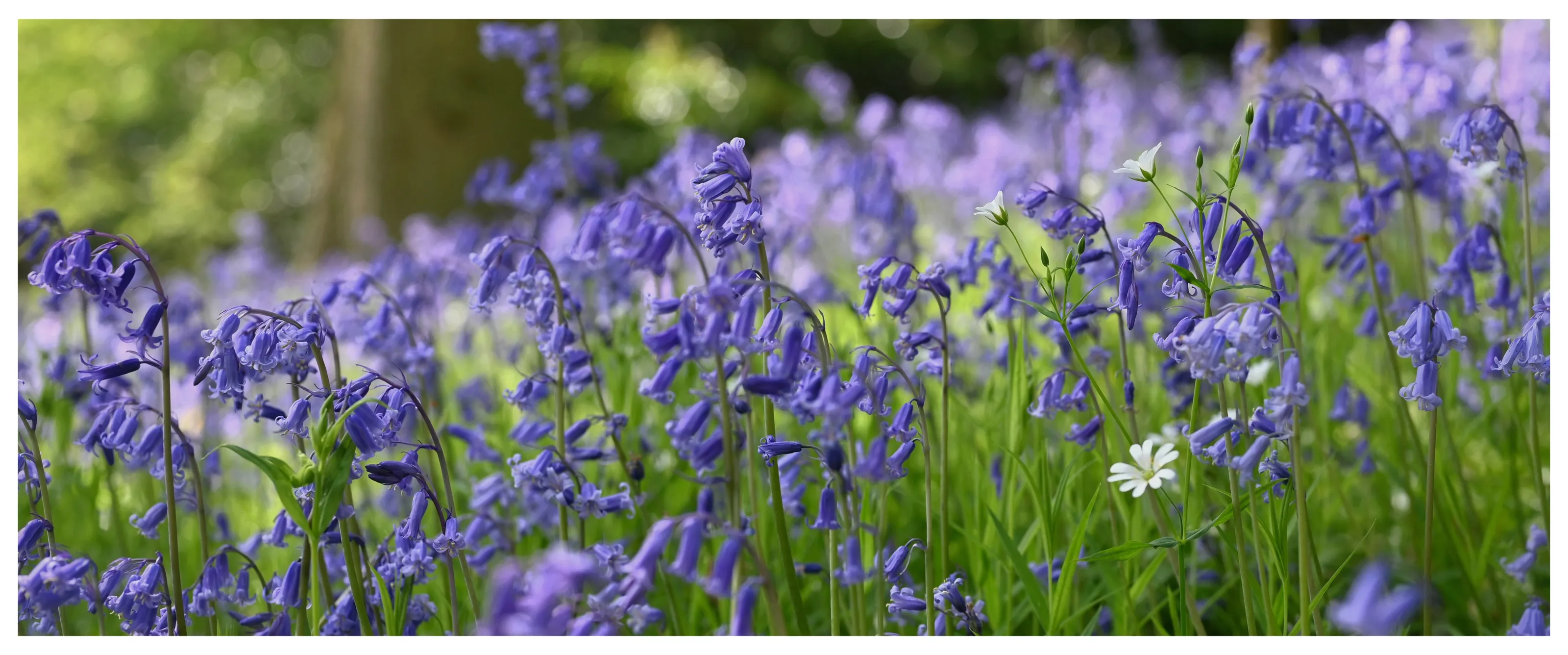 Bluebells