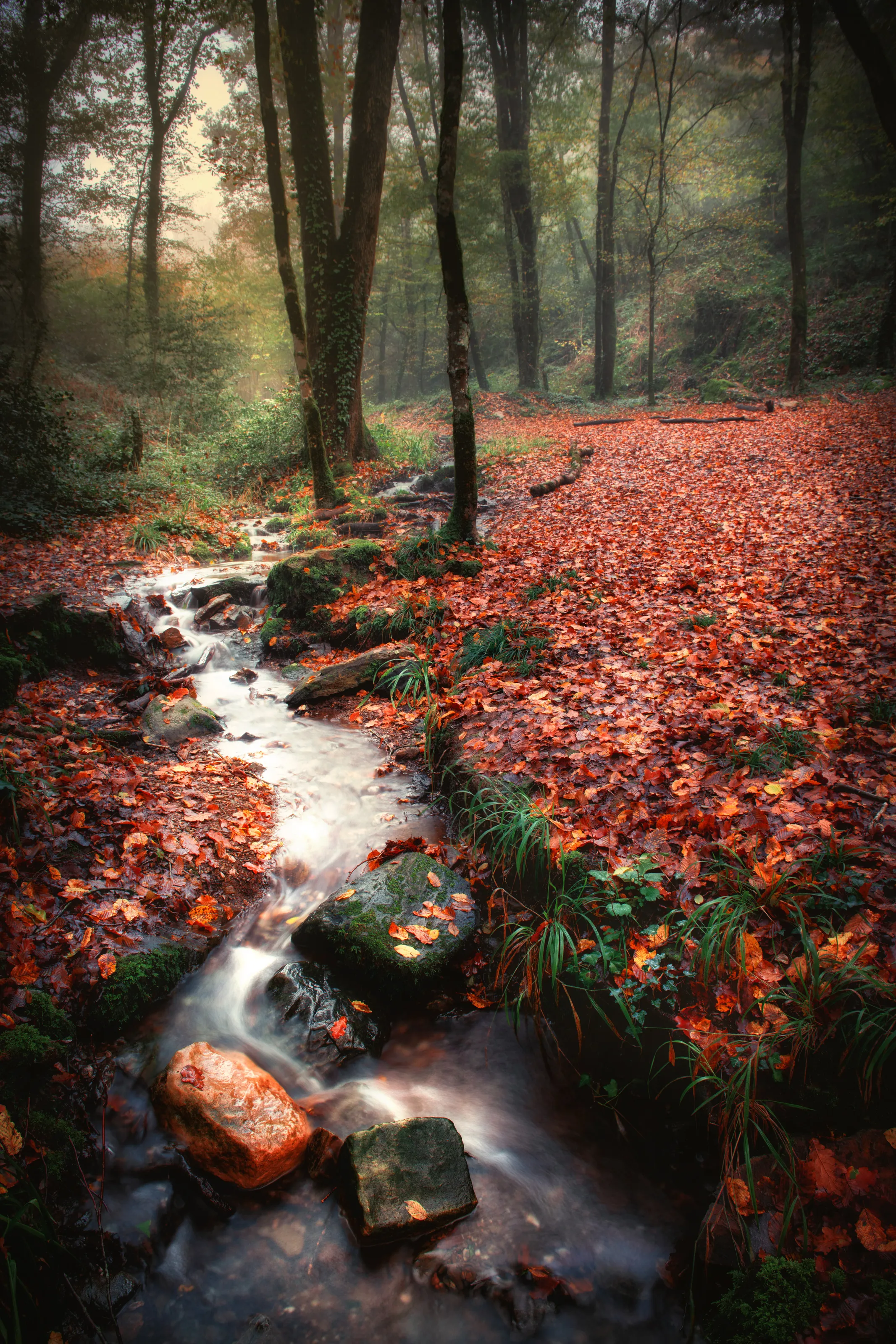 Leaves on the Ground