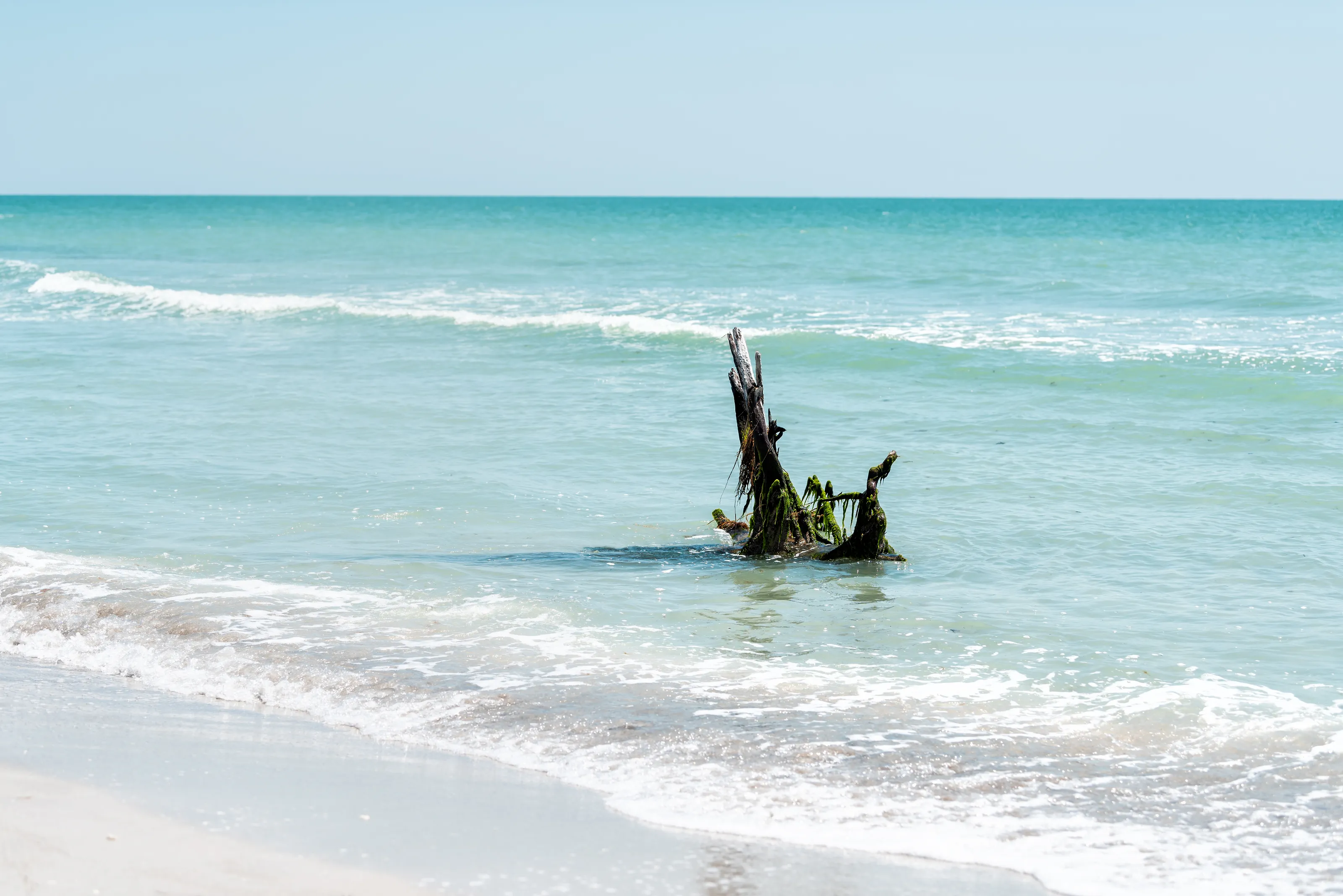 Dead Trees in Water