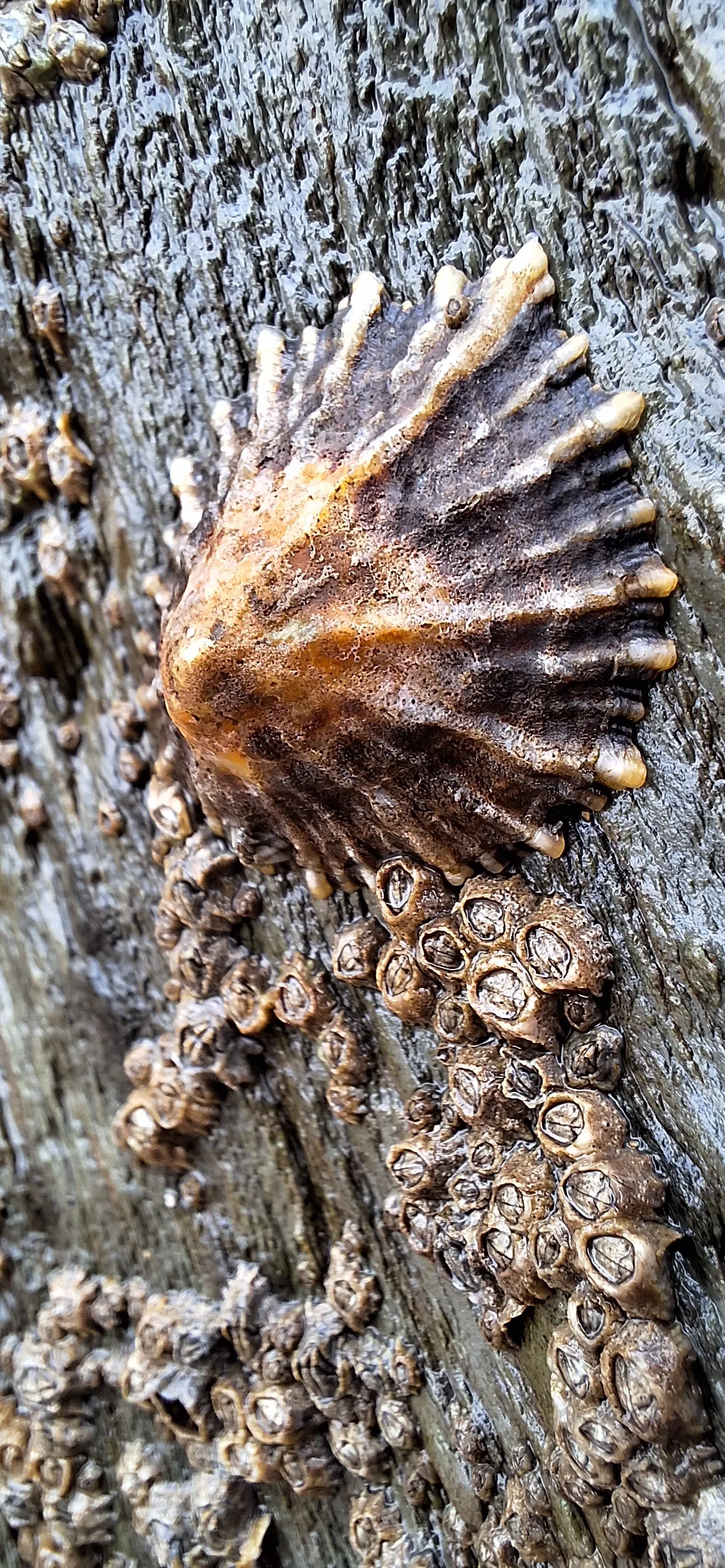 Sea Creatures