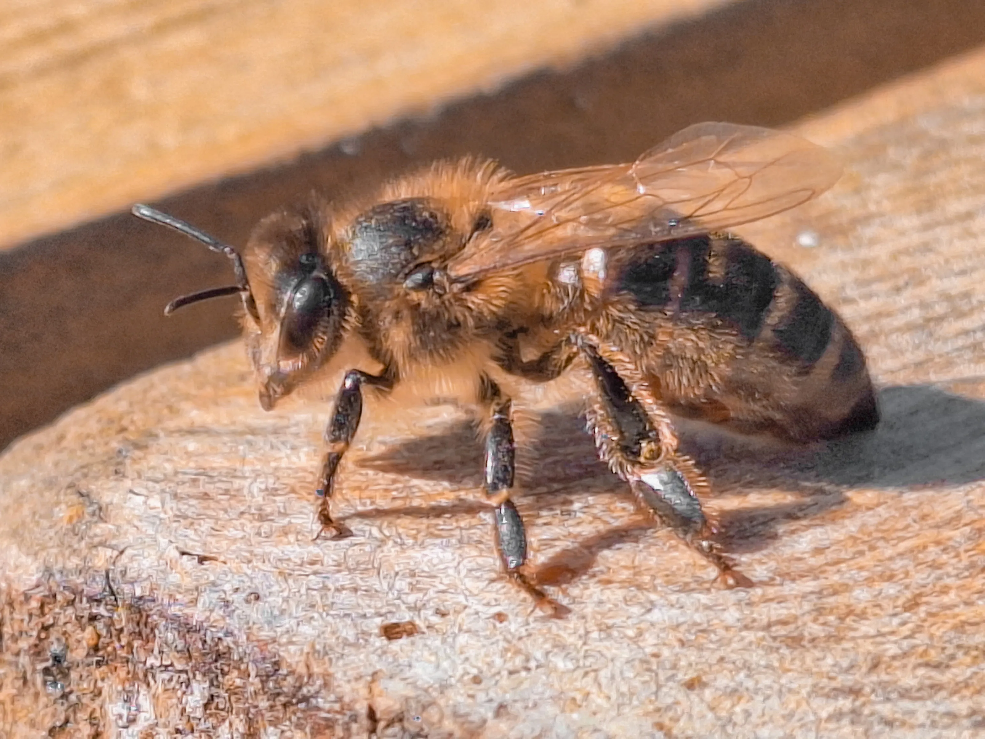Insects Close-Up (in colour)