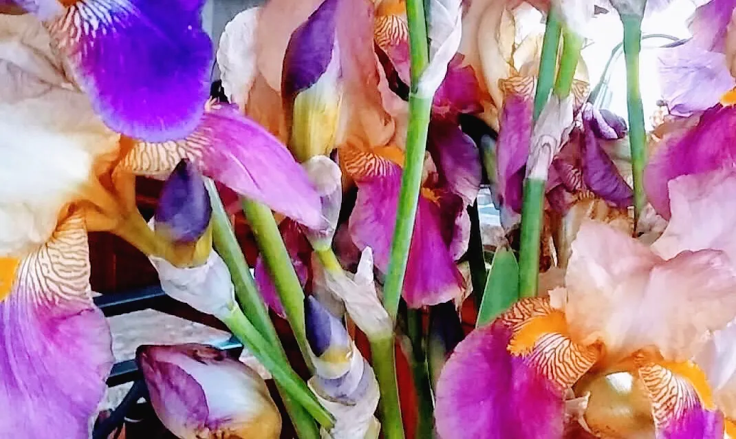 Floral Abstract