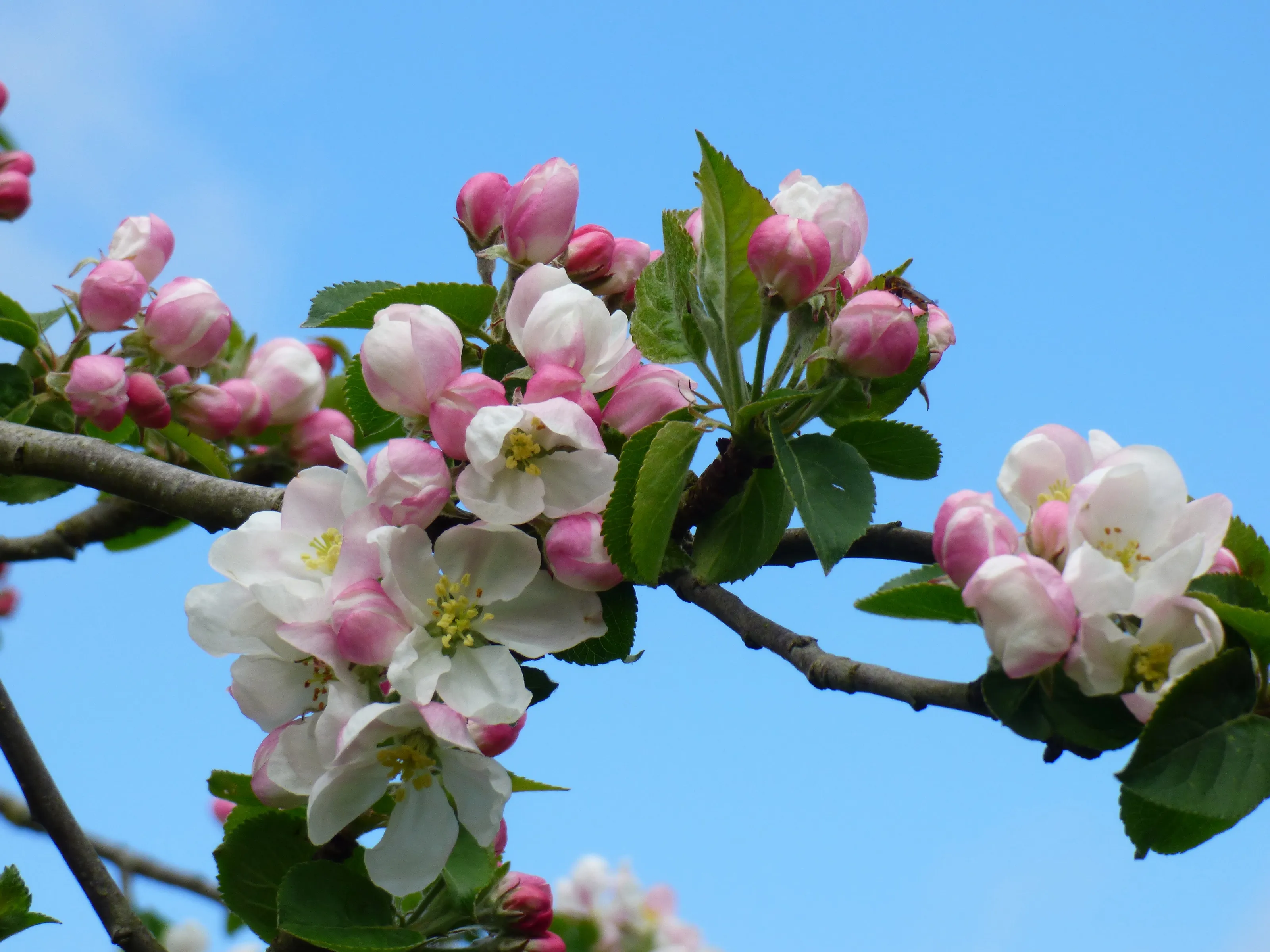 Only Branches Against a Blue Sky (in colour)