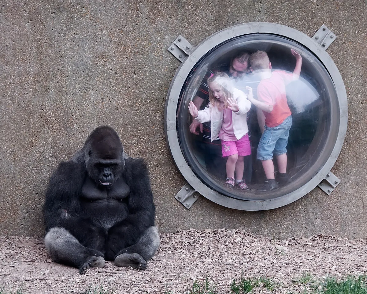 Gorillas and Chimpanzees in Zoos